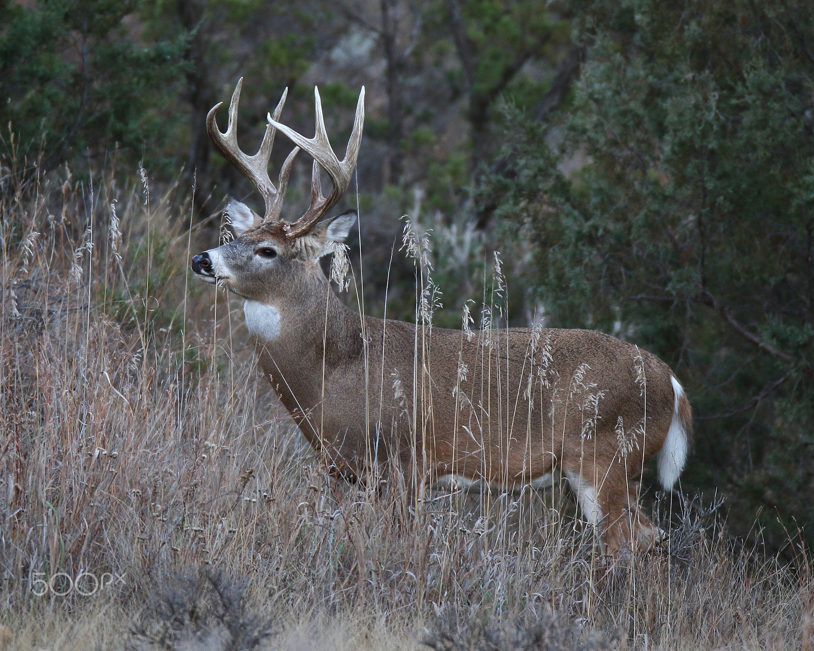 Canon EOS 7D + Canon EF 600mm f/4L IS sample photo. Whitetail deer photography