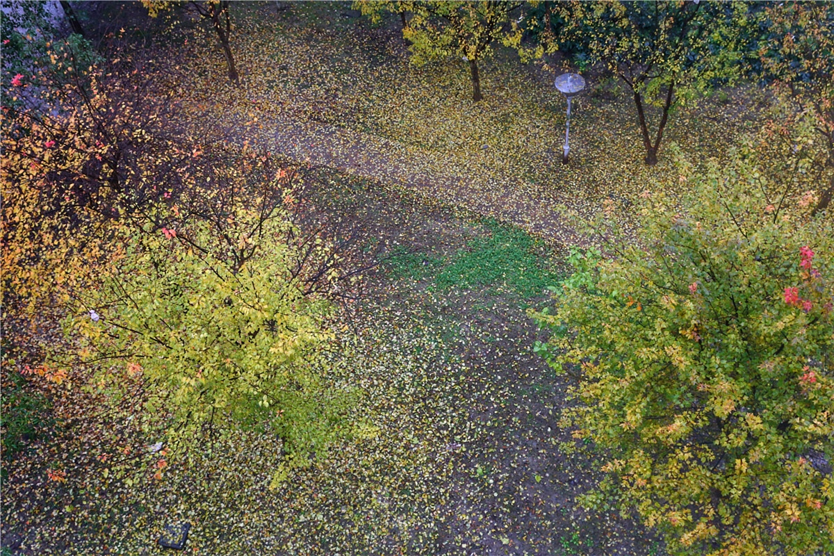 Canon EF 24-70mm F2.8L II USM sample photo. Falling leaves photography