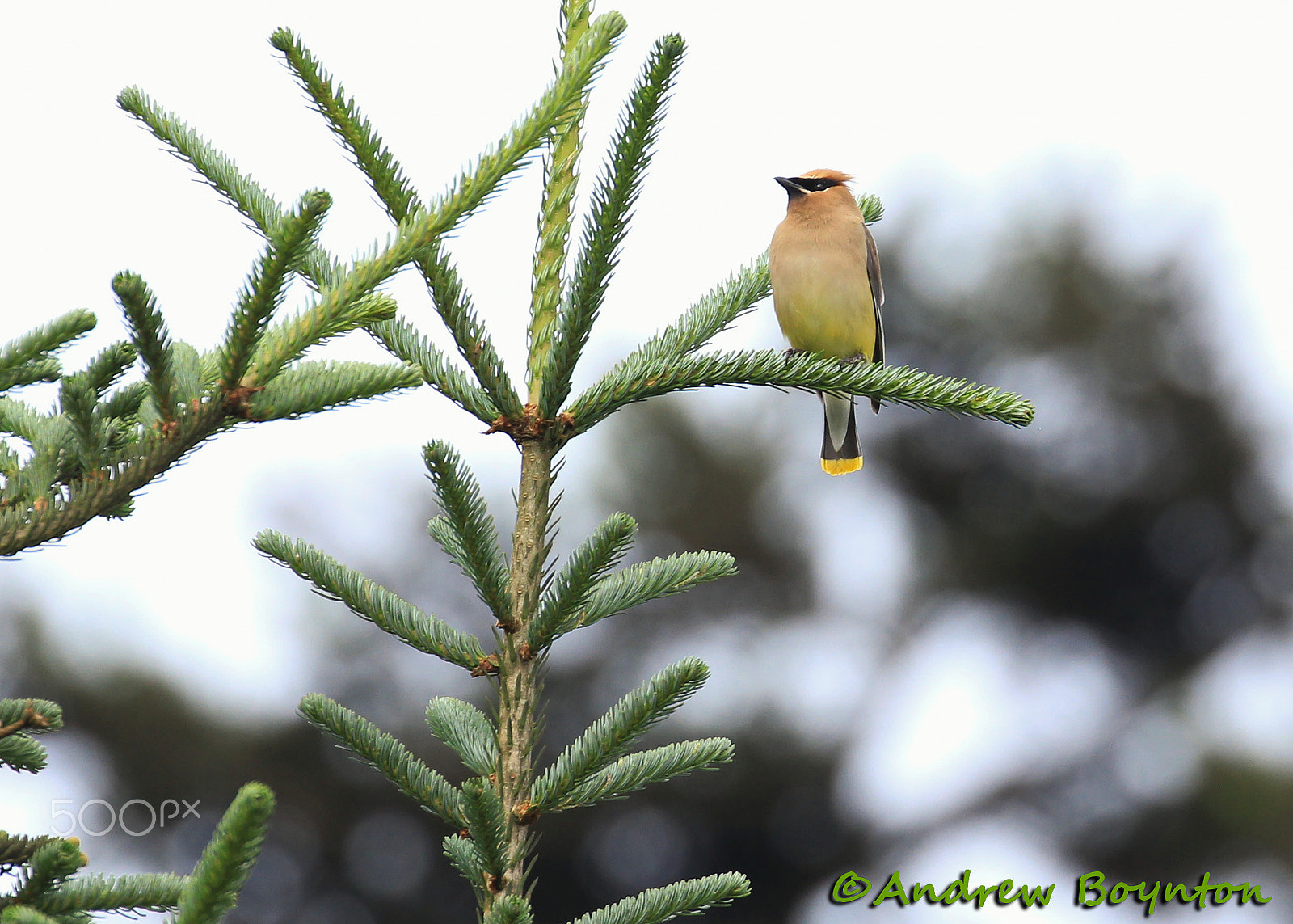 Canon EOS 60D sample photo. Cedar waxwing photography