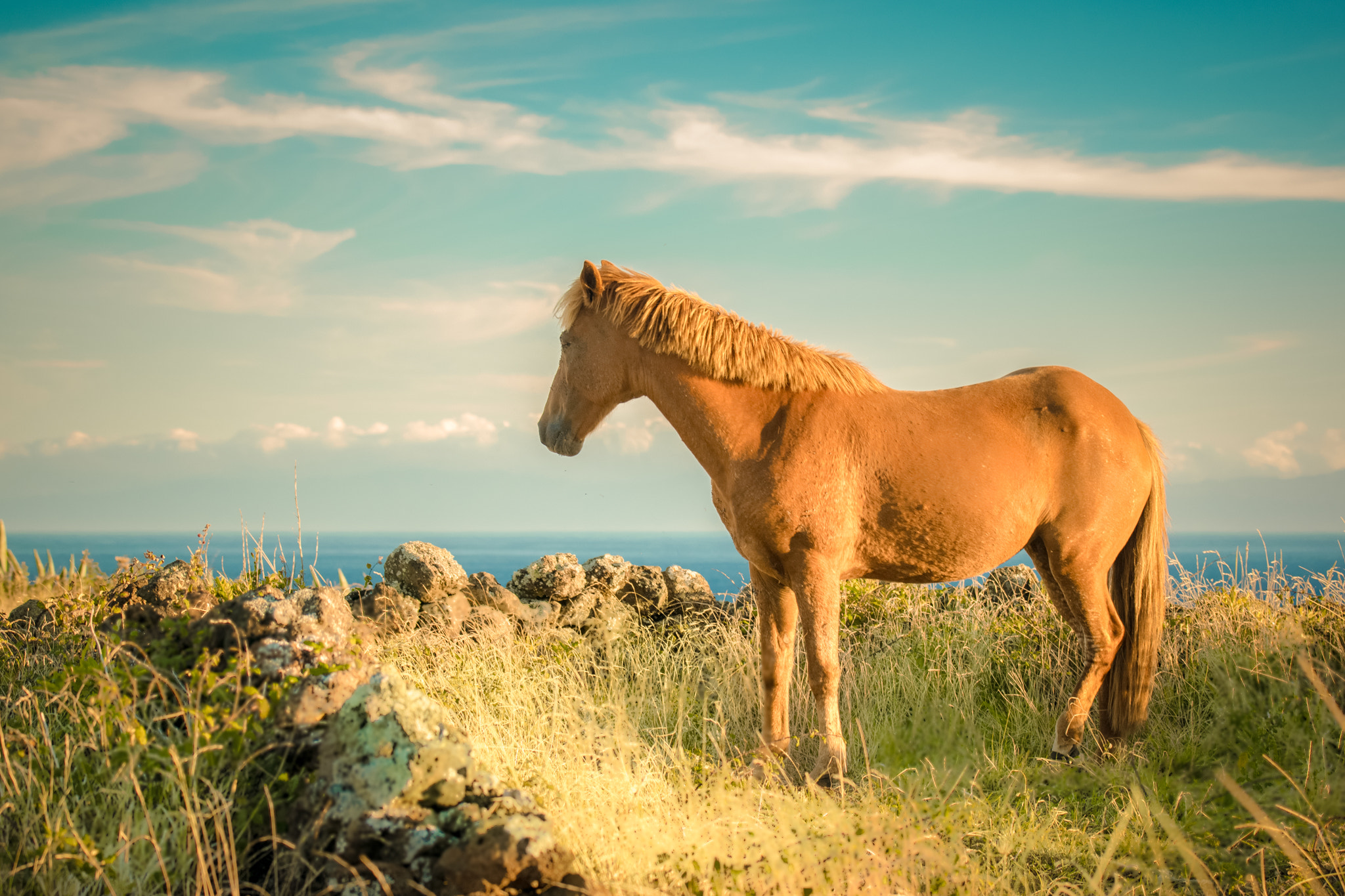 Nikon AF-S Nikkor 70-200mm F4G ED VR sample photo. Golden lusitano photography