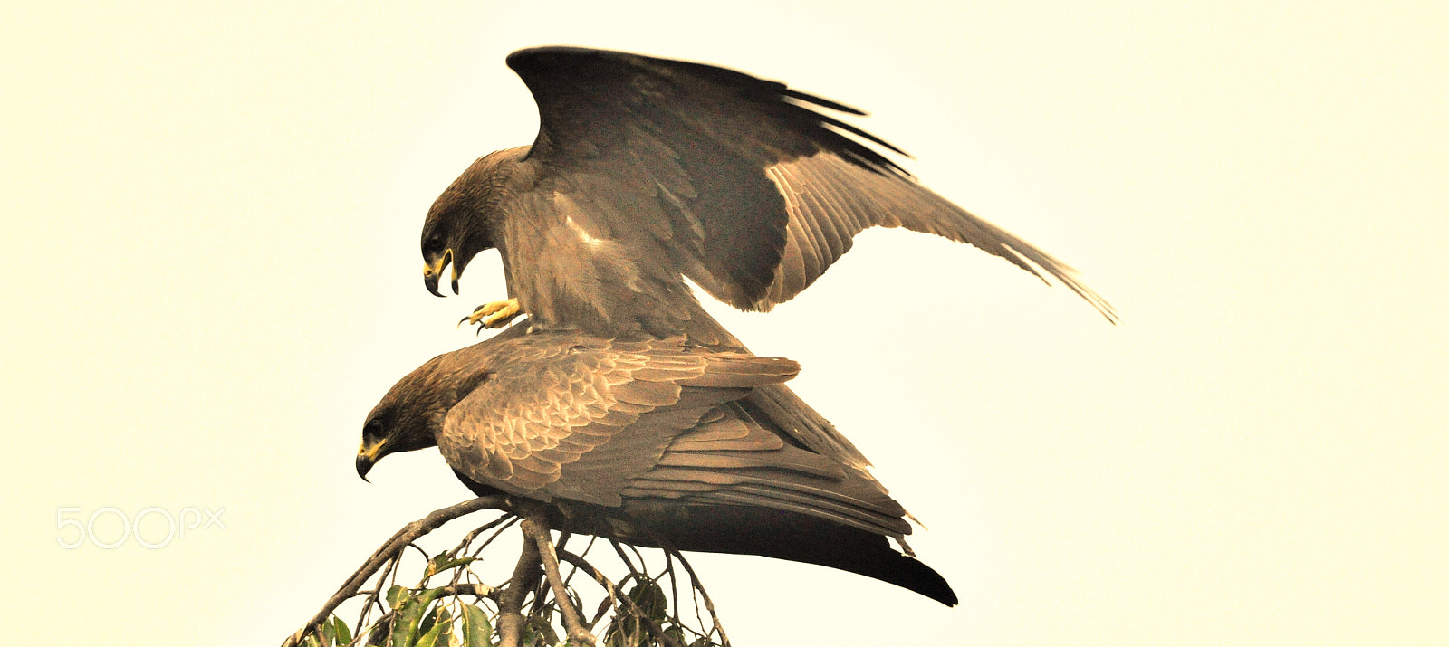 Nikon D90 + Nikon AF-S Nikkor 300mm F4D ED-IF sample photo. An eagle's eye for another.... photography