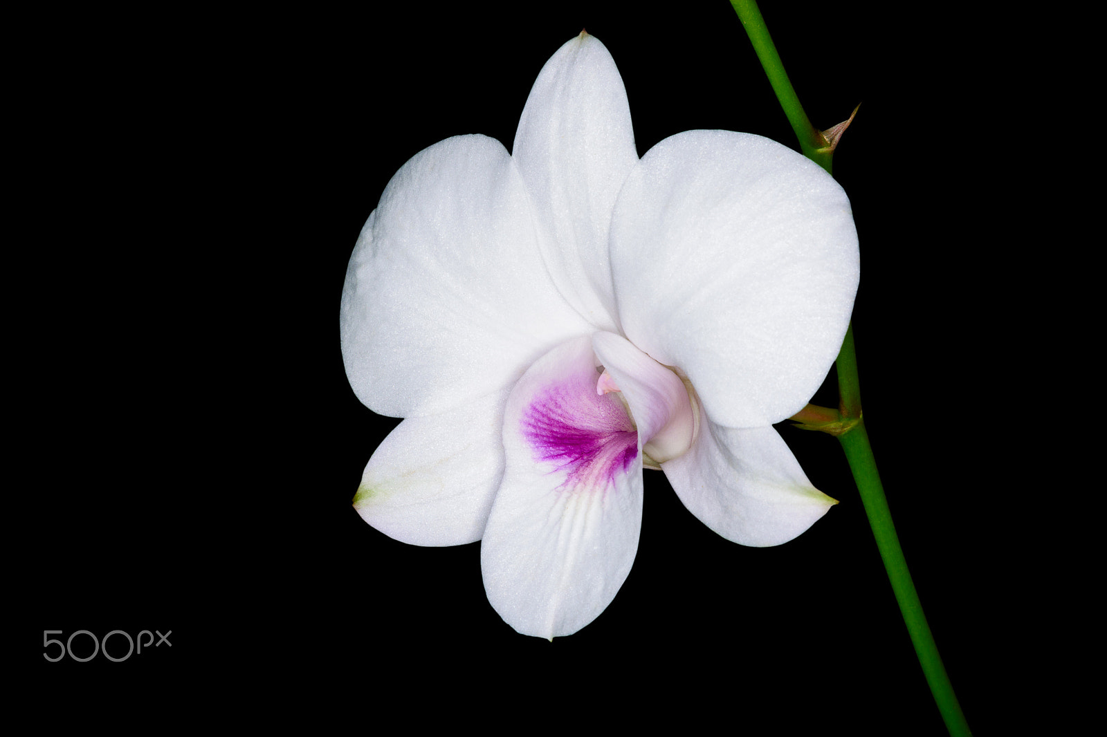Nikon D5200 + Nikon AF-S Micro-Nikkor 60mm F2.8G ED sample photo. Beautiful white orchid. photography