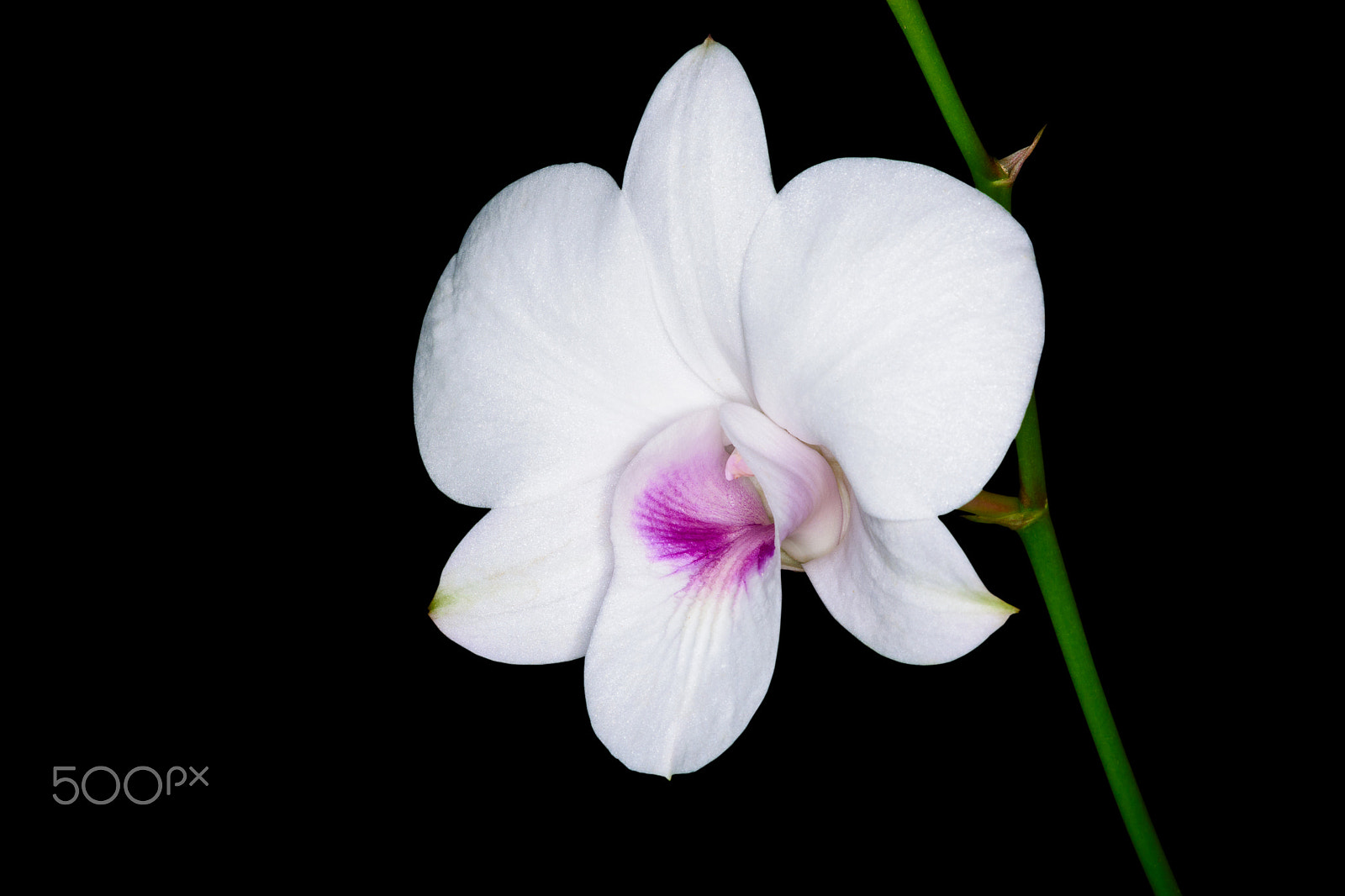 Nikon AF-S Micro-Nikkor 60mm F2.8G ED sample photo. Beautiful white orchid. photography