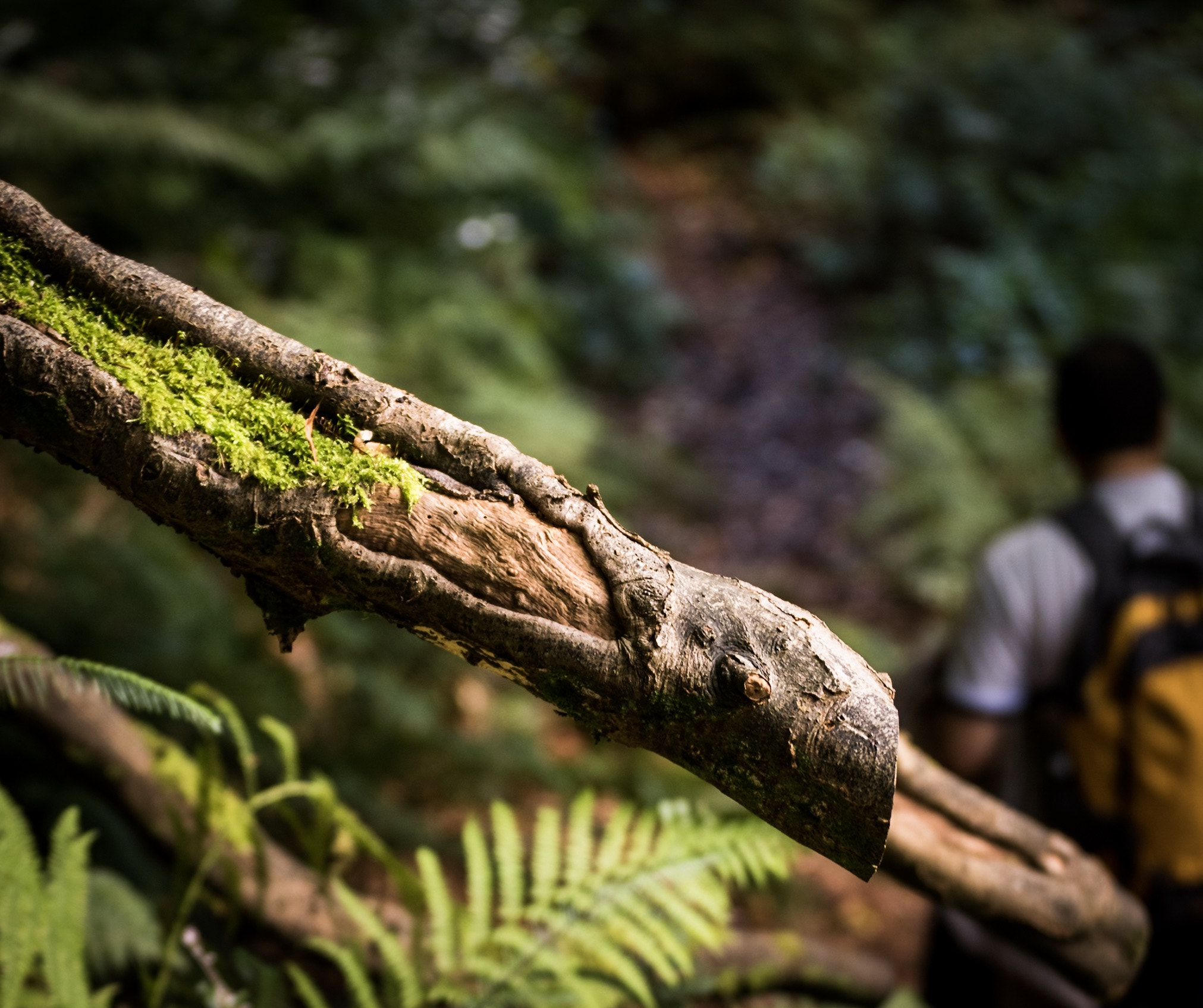 Tamron SP 70-300mm F4-5.6 Di VC USD sample photo. Light and shadow in the wood photography