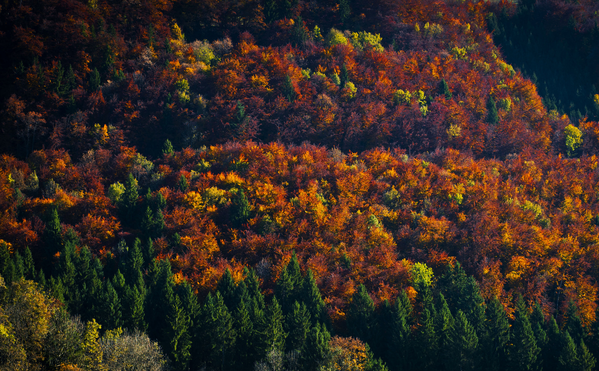 Nikon D4 + AF Zoom-Nikkor 35-70mm f/2.8D sample photo. Autumn power photography