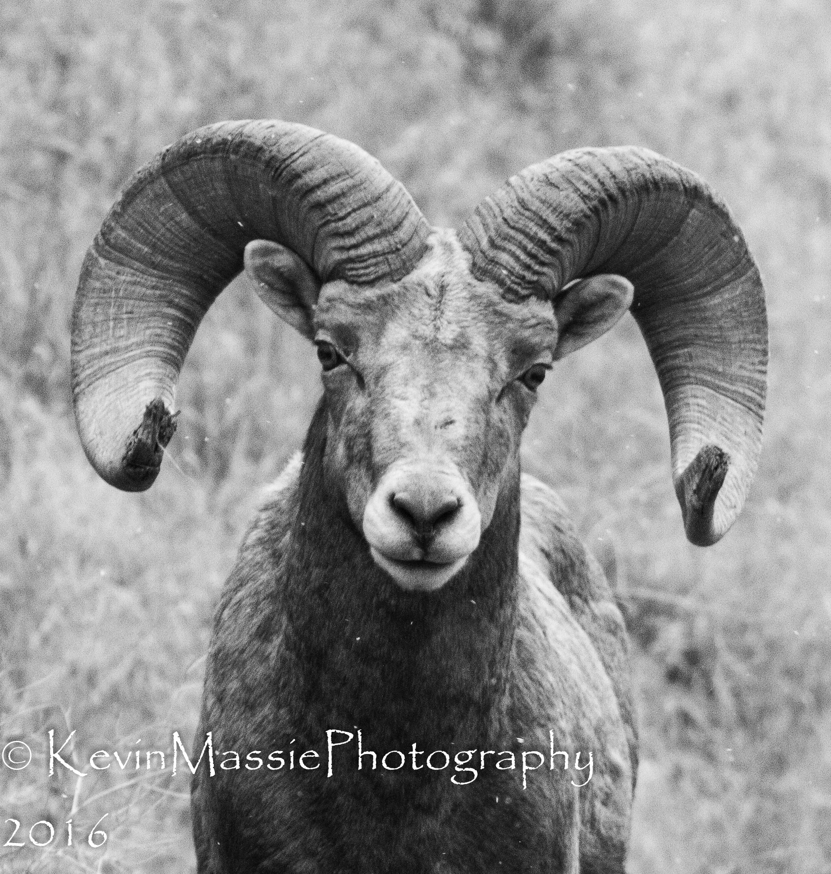 Canon EOS 7D + Canon EF 300mm F4L IS USM sample photo. Bighorn photography