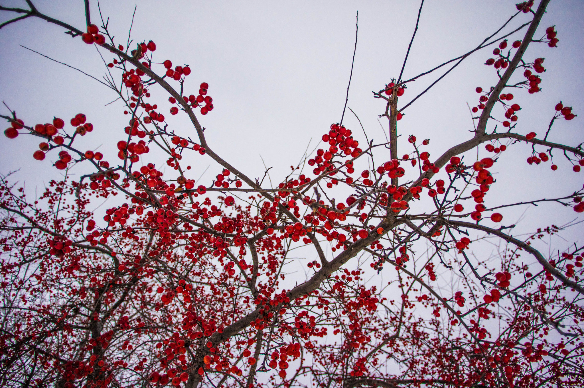 Pentax K-3 + HD Pentax DA 15mm F4 ED AL Limited sample photo. Red photography