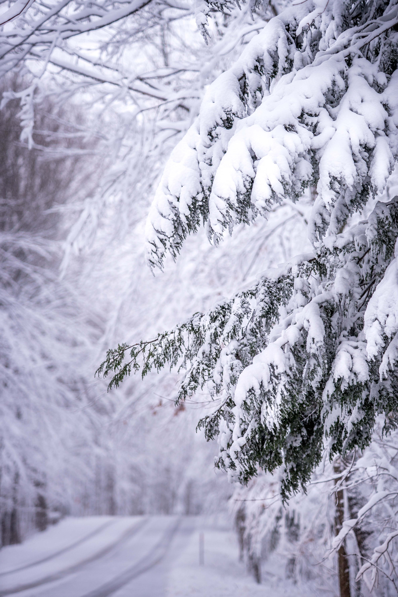 Minolta/Sony AF 70-200mm F2.8 G sample photo. Le sentier de neige... photography