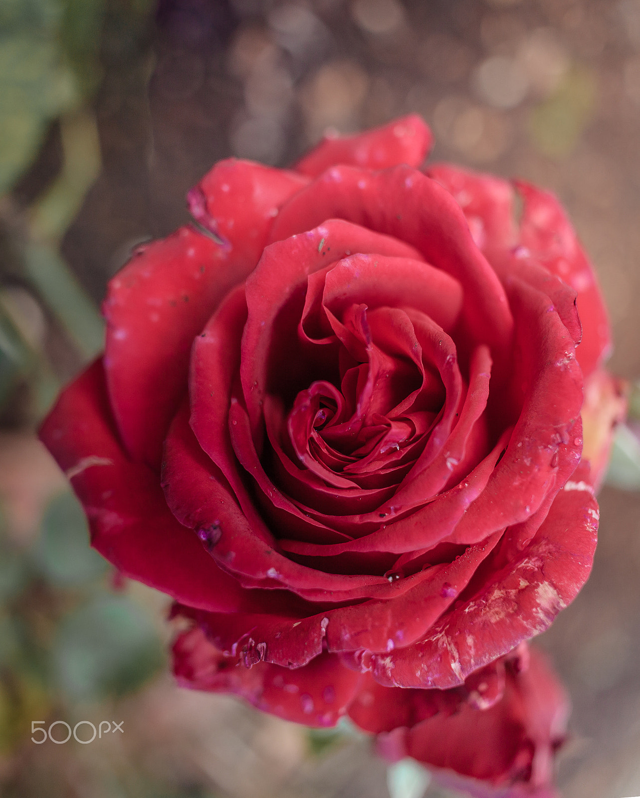 Canon EF-S 24mm F2.8 STM sample photo. Rest in peace photography
