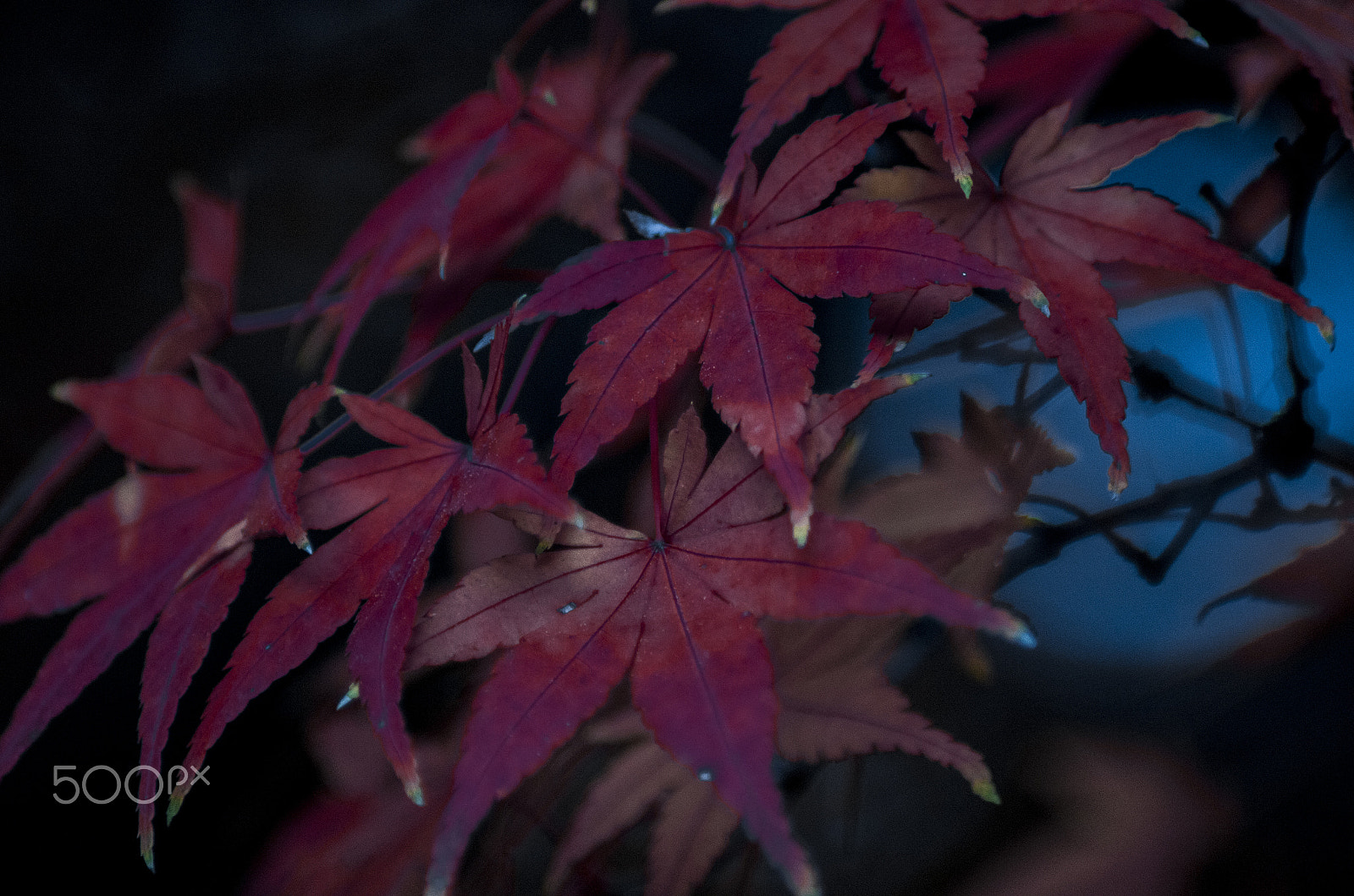 Tamron AF 70-300mm F4-5.6 LD Macro 1:2 sample photo. 毧 photography