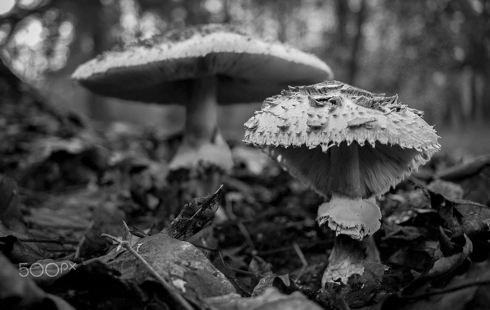 Canon EF-S 24mm F2.8 STM sample photo. Its hard growing up as a mushroom... photography