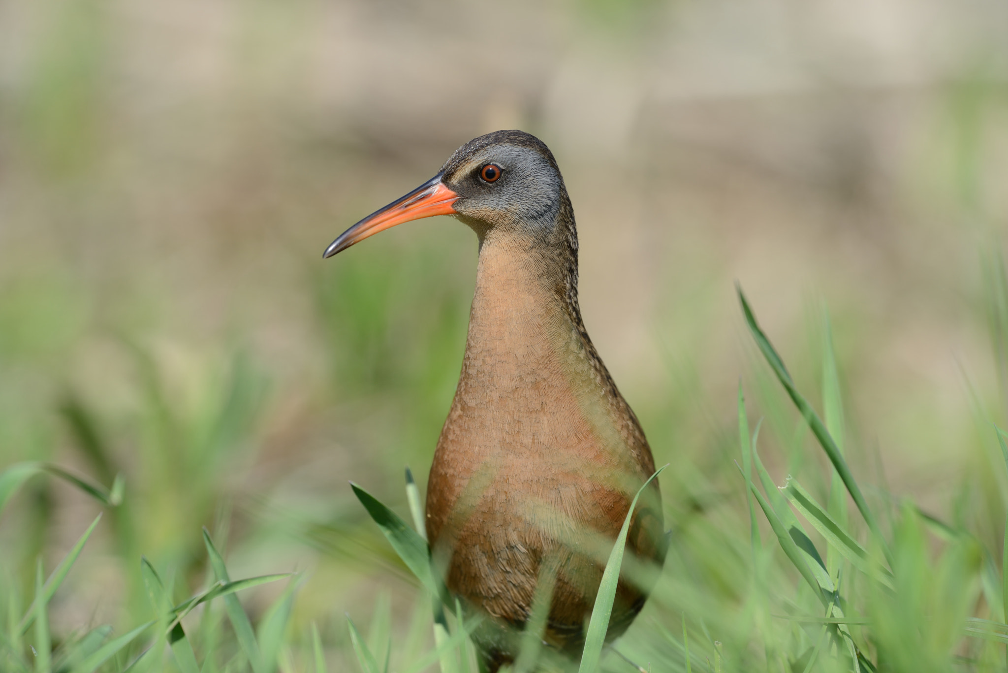 Nikon AF-S Nikkor 500mm F4G ED VR sample photo. Râle de virginie / virginia rail photography