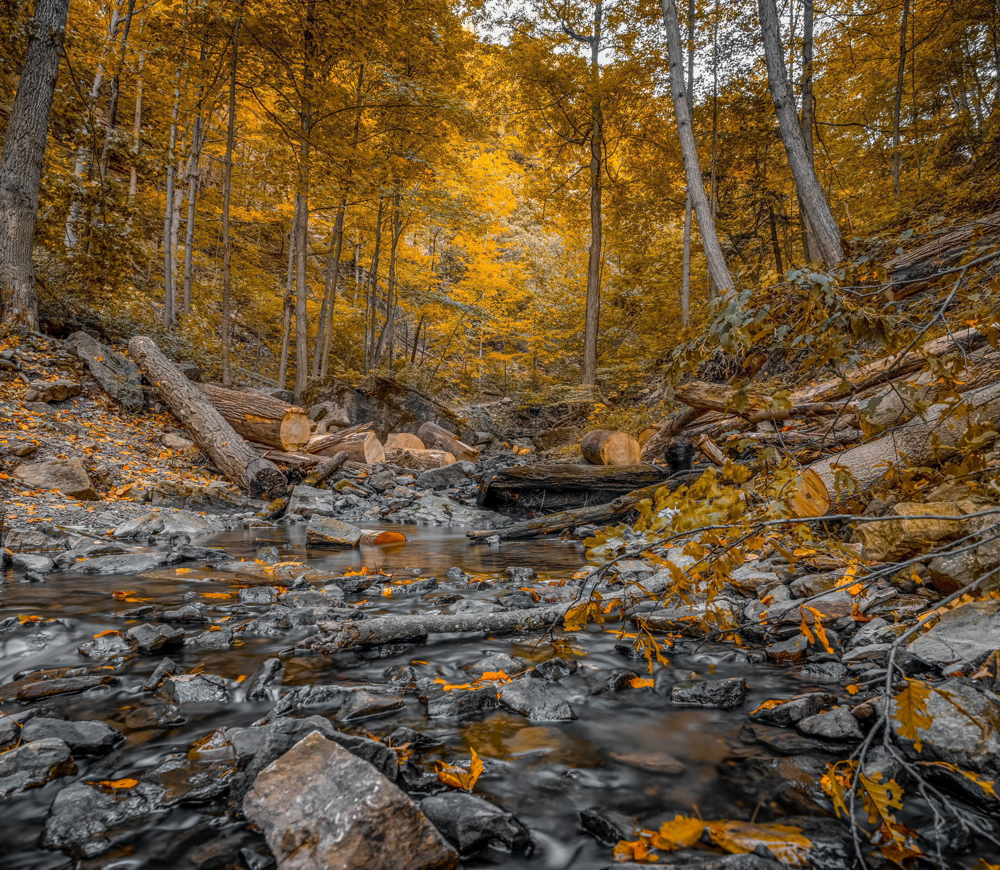 Sony a7R II + Sony FE PZ 28-135mm F4 G OSS sample photo. Fall leafs, fall leaves photography