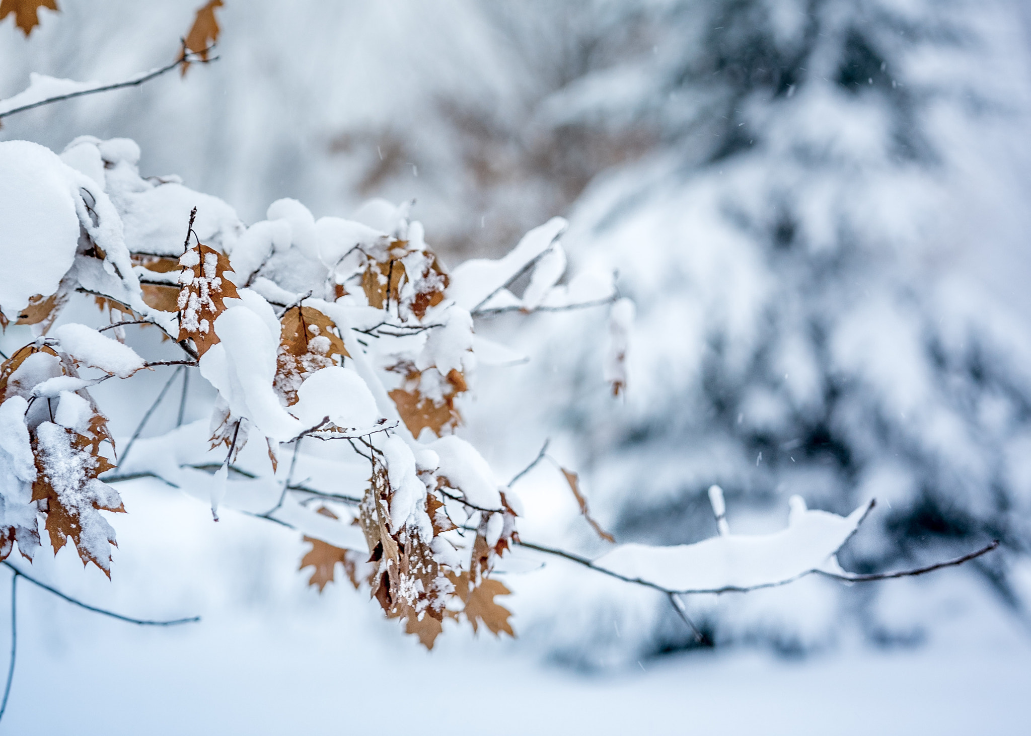 Sony a7 II sample photo. Les dernières feuilles... photography