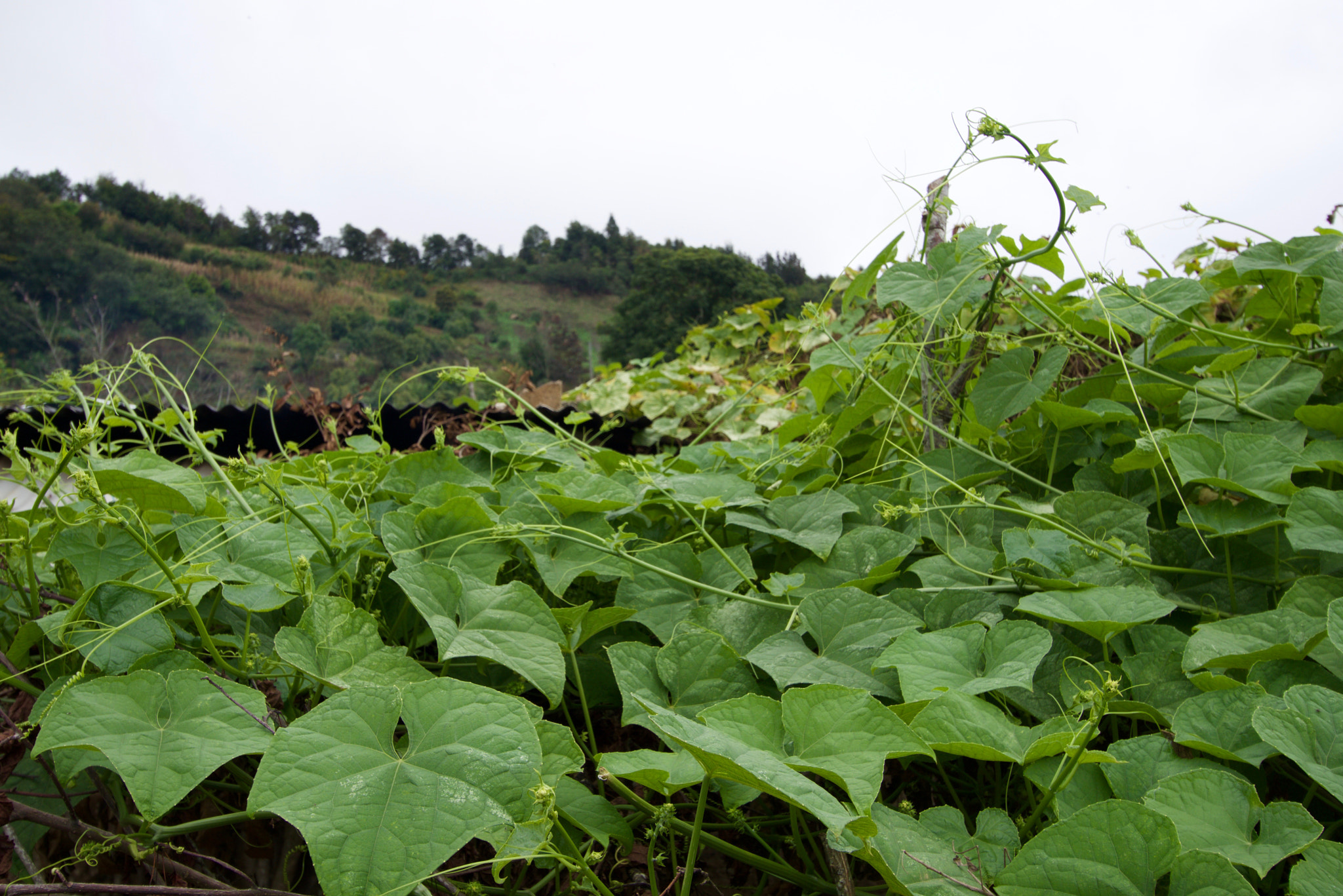 Tamron 18-270mm F3.5-6.3 Di II PZD sample photo. Squash vines photography
