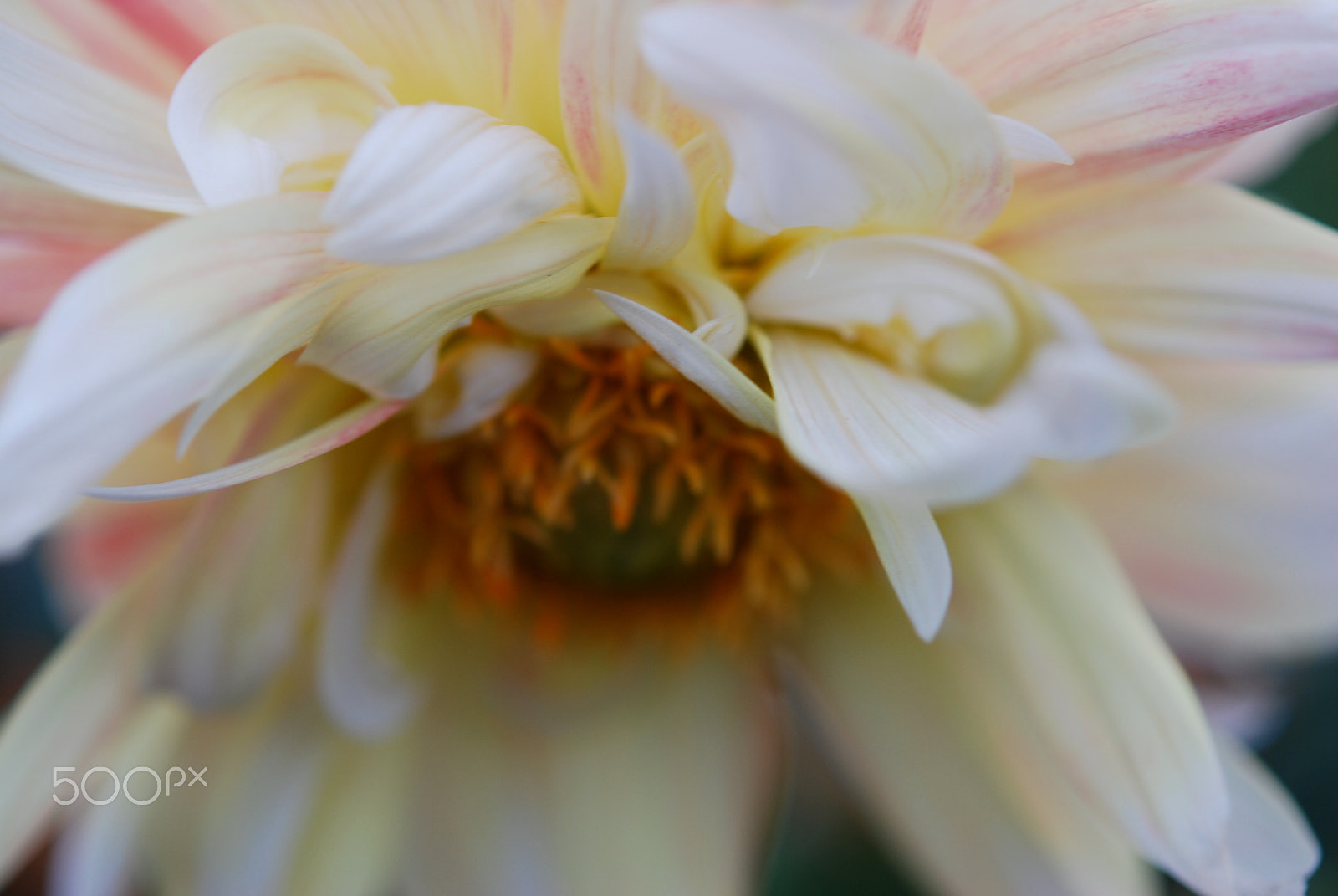 Nikon AF-S Micro-Nikkor 60mm F2.8G ED sample photo. Flower photography