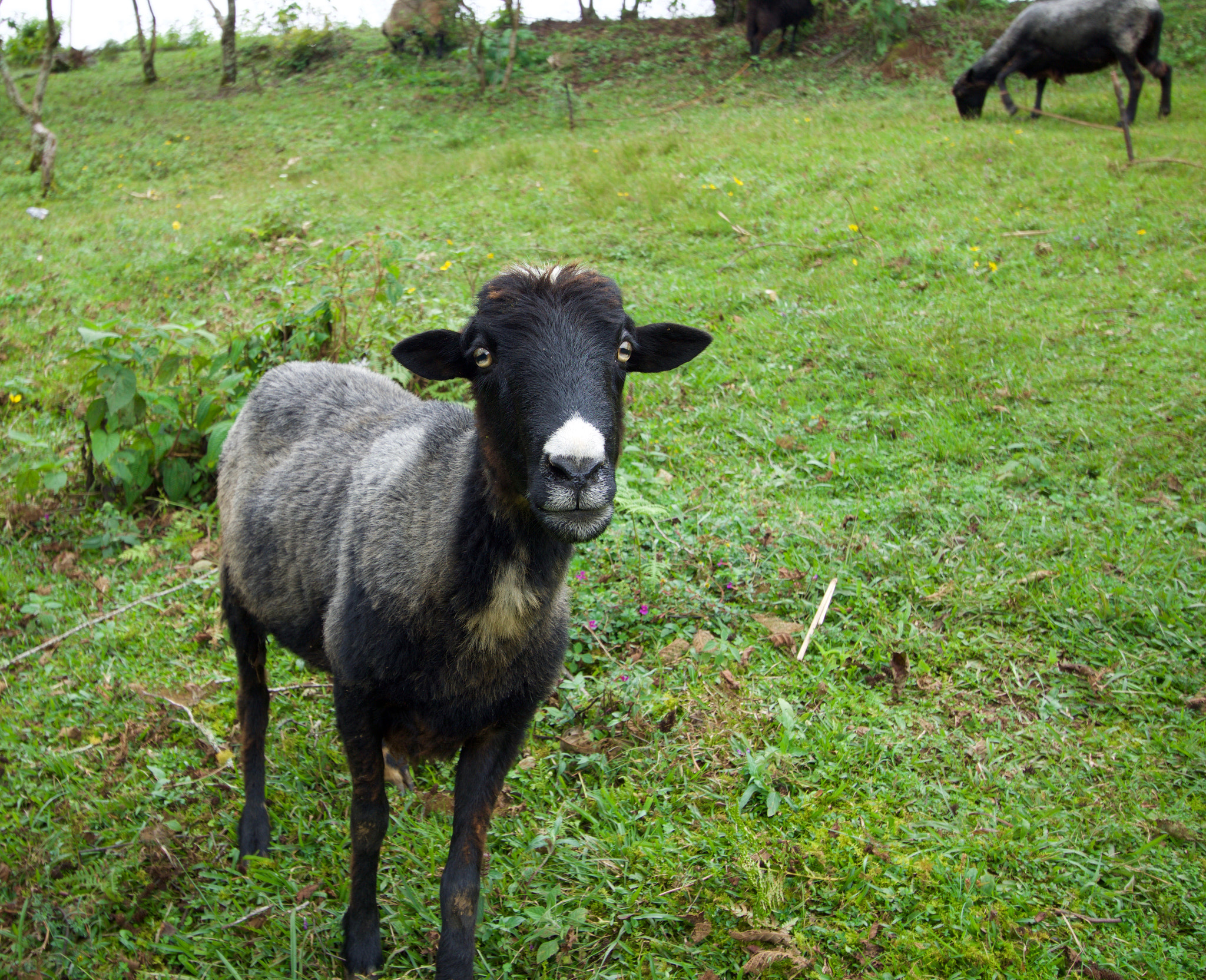 Tamron 18-270mm F3.5-6.3 Di II PZD sample photo. Chamula black sheep photography
