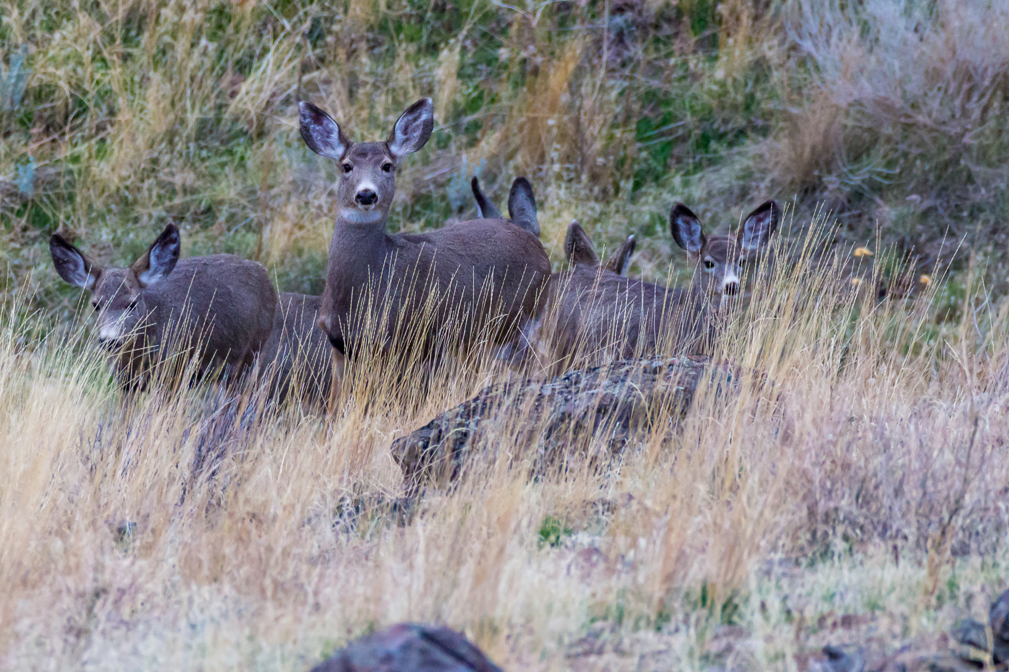 Canon EOS 600D (Rebel EOS T3i / EOS Kiss X5) sample photo. Mule deer does photography