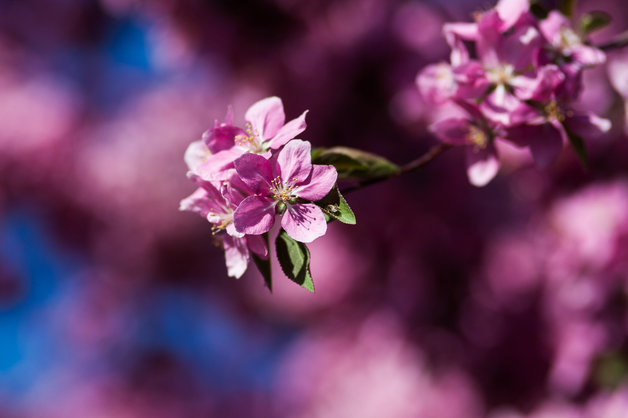 Canon EF 100mm F2.0 USM sample photo. Flowers photography