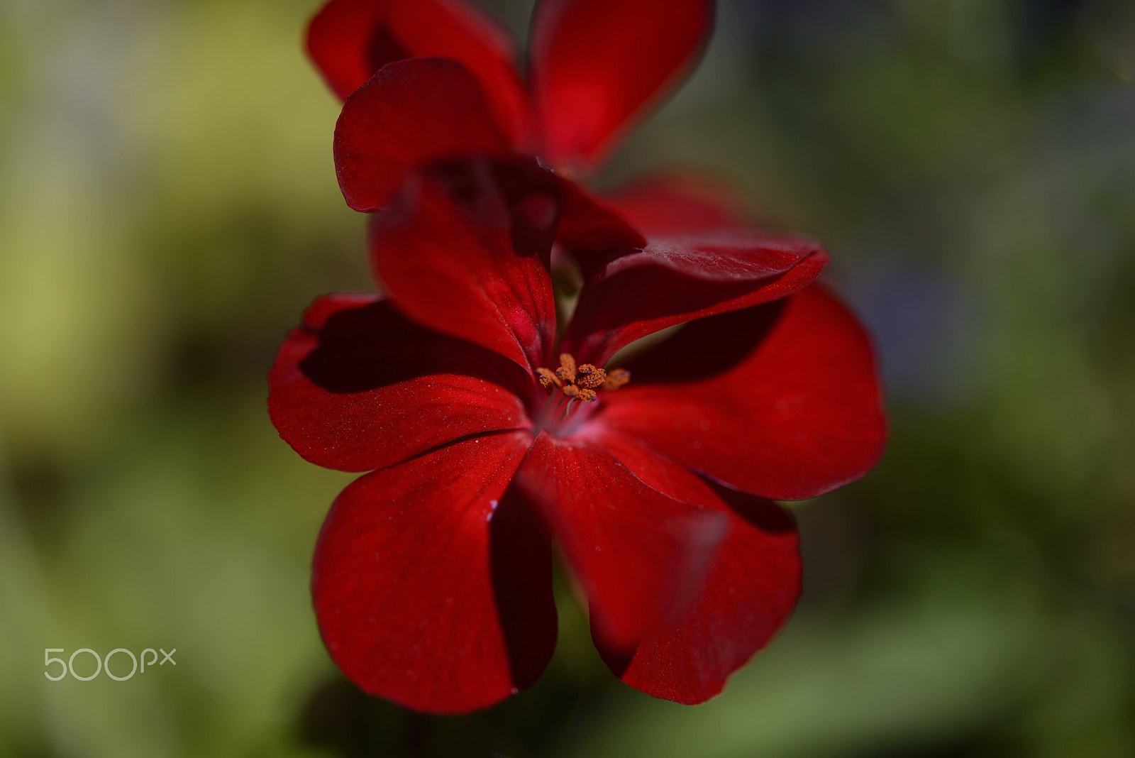 Nikon D800E sample photo. Red flower photography