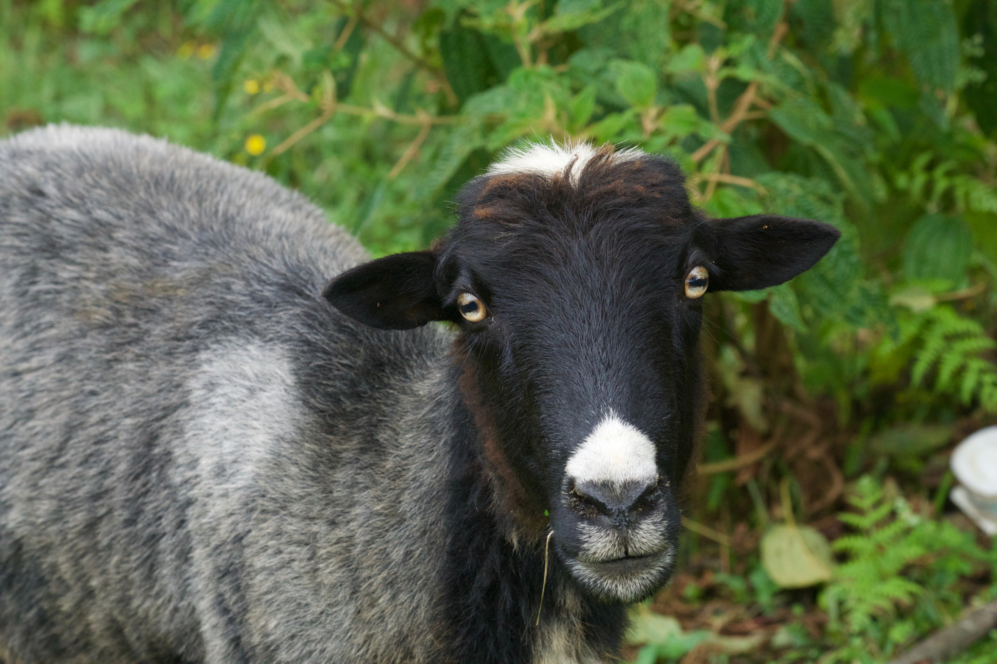 Tamron 18-270mm F3.5-6.3 Di II PZD sample photo. Mountain goat photography