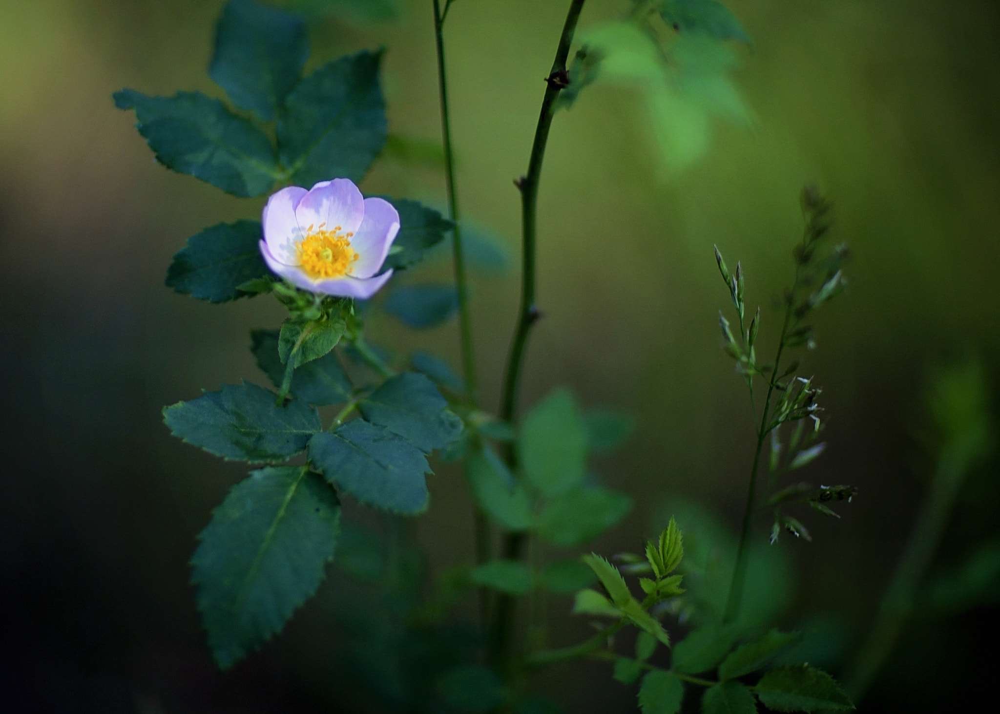 Canon EOS-1D C + Canon EF 85mm F1.2L II USM sample photo. Wild rose photography