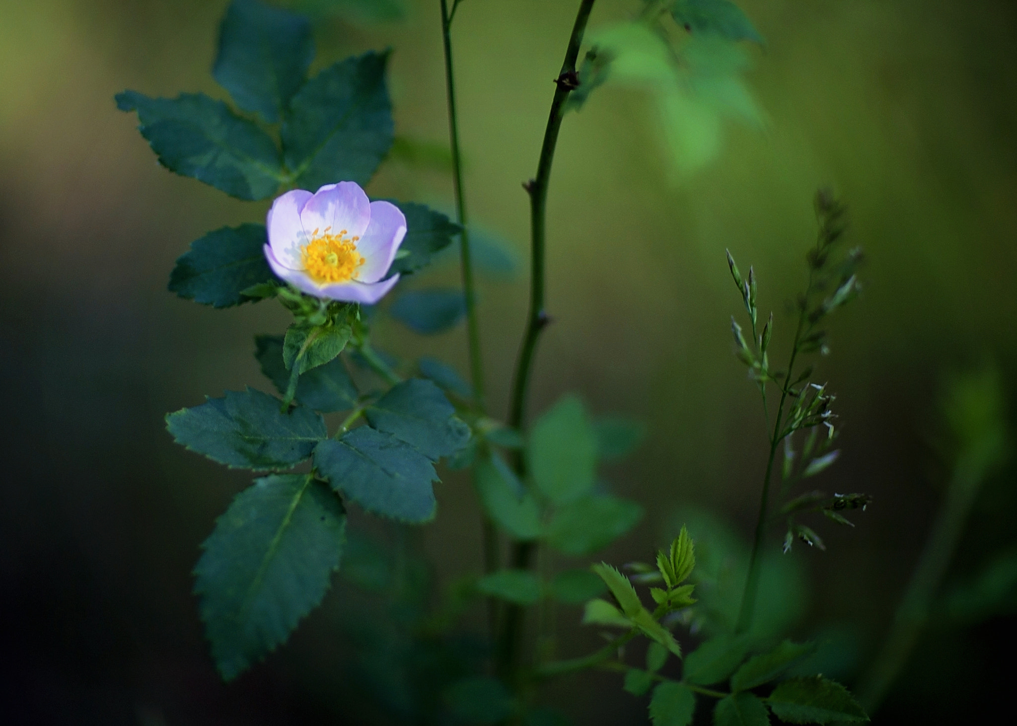 Canon EOS-1D C sample photo. Wild rose photography