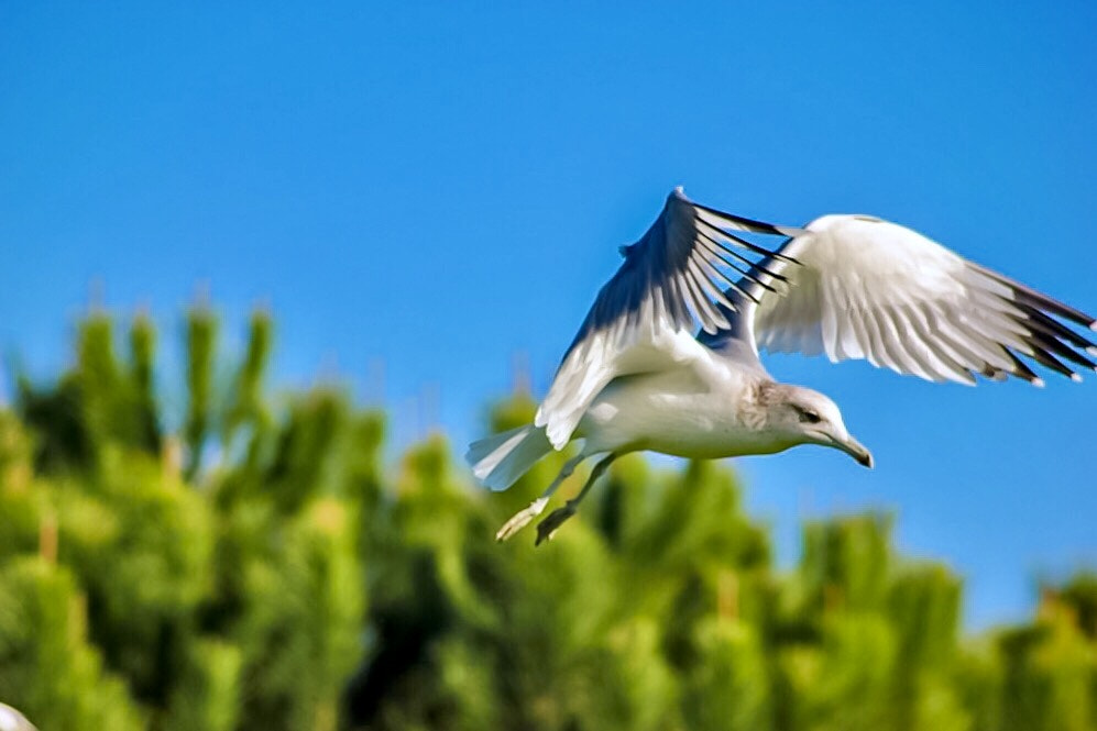 Canon EOS 550D (EOS Rebel T2i / EOS Kiss X4) sample photo. At cruising altitude ... photography