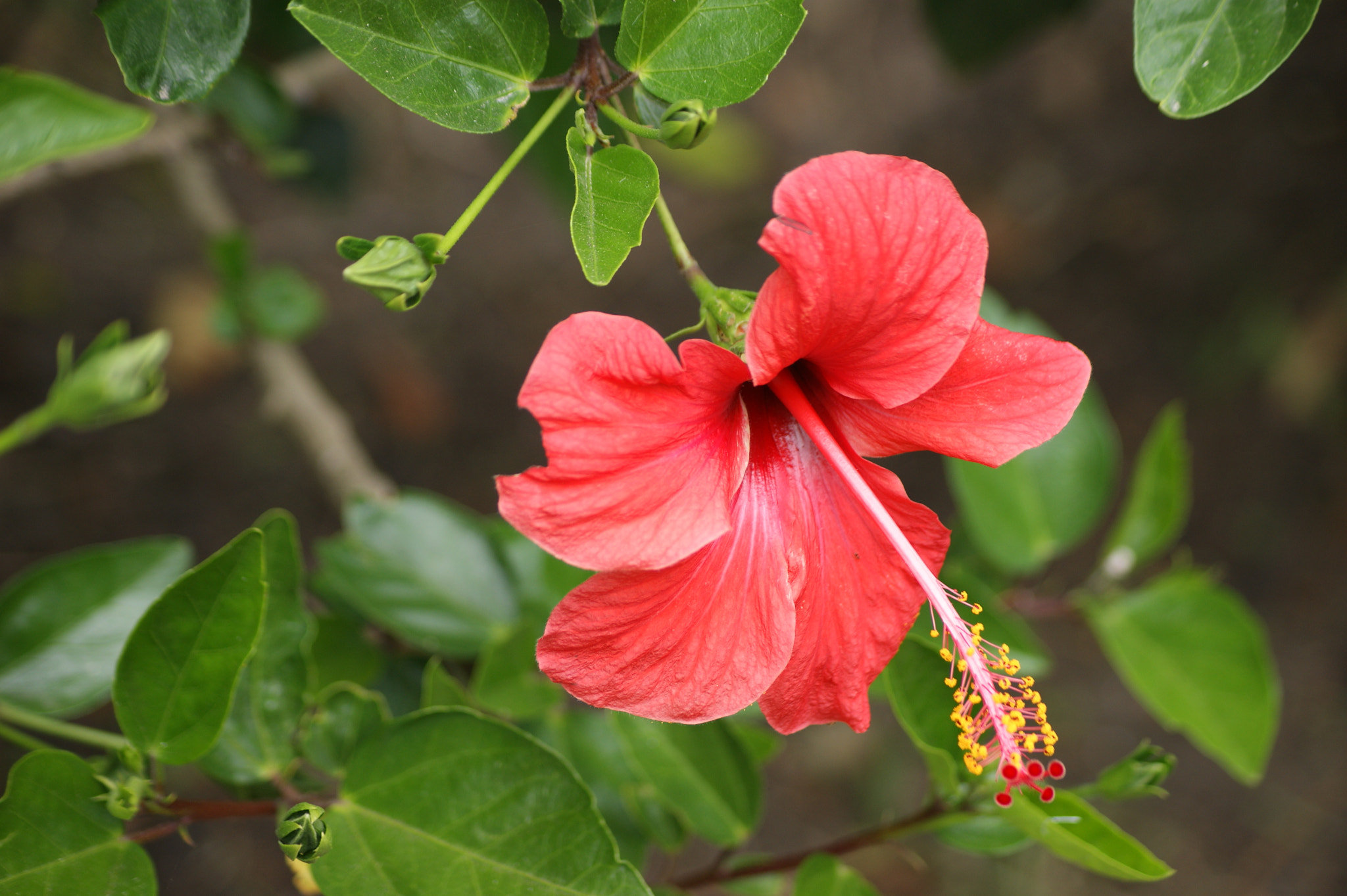 Sony Alpha DSLR-A390 + Sony DT 55-200mm F4-5.6 SAM sample photo. Hibiscus 6 photography