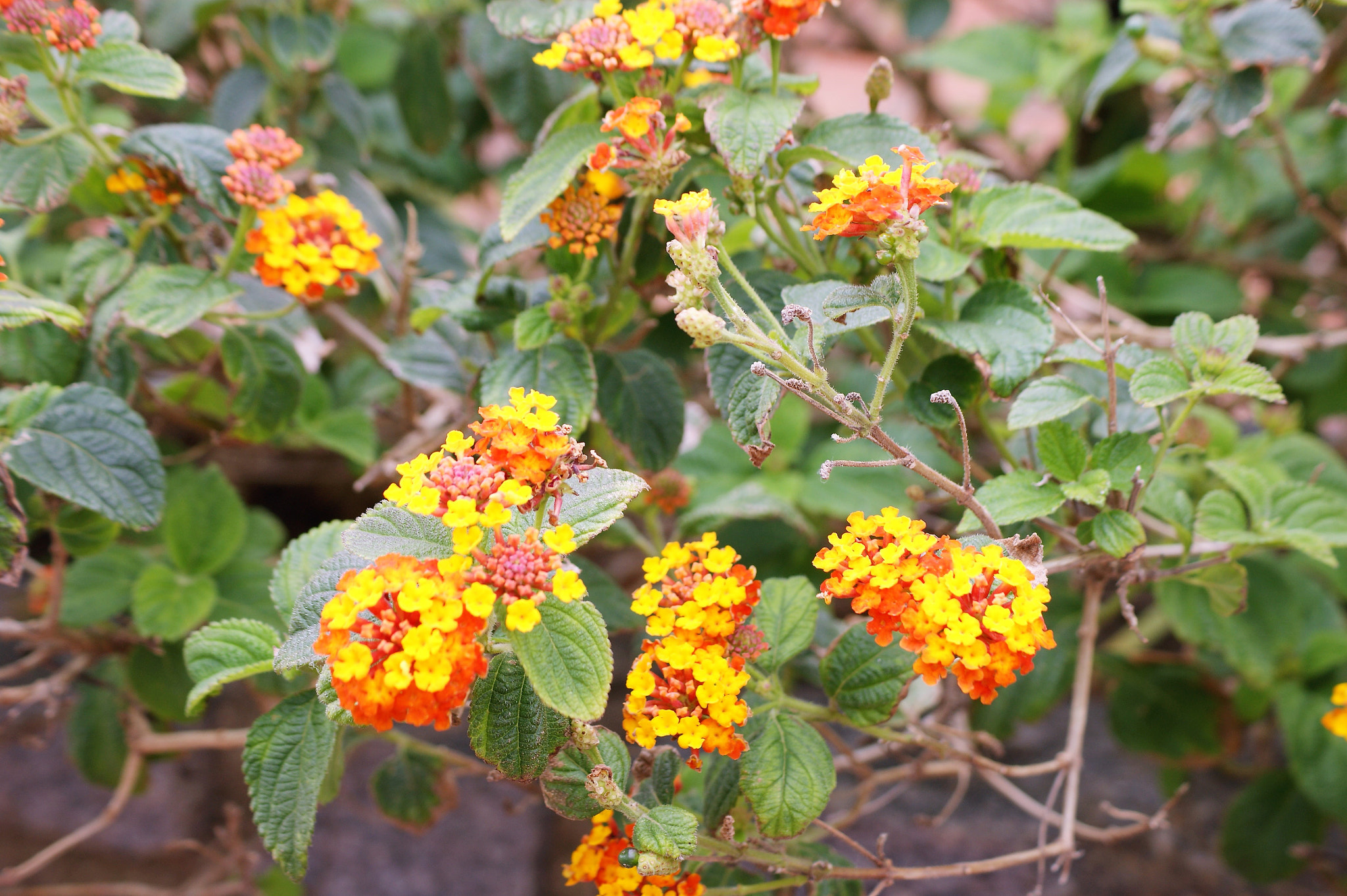 Sony Alpha DSLR-A390 sample photo. Lantana photography