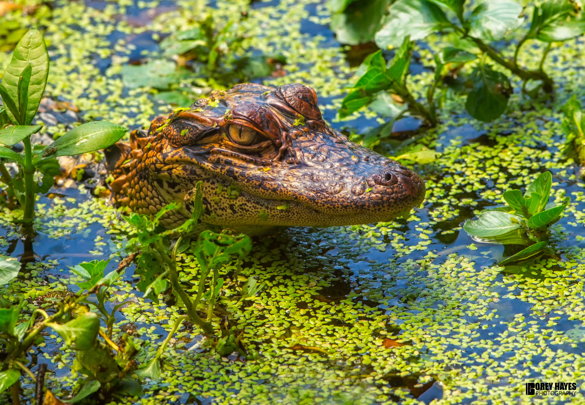 Canon EOS-1D Mark IV + Canon EF 500mm F4L IS USM sample photo. Baby alligator photography
