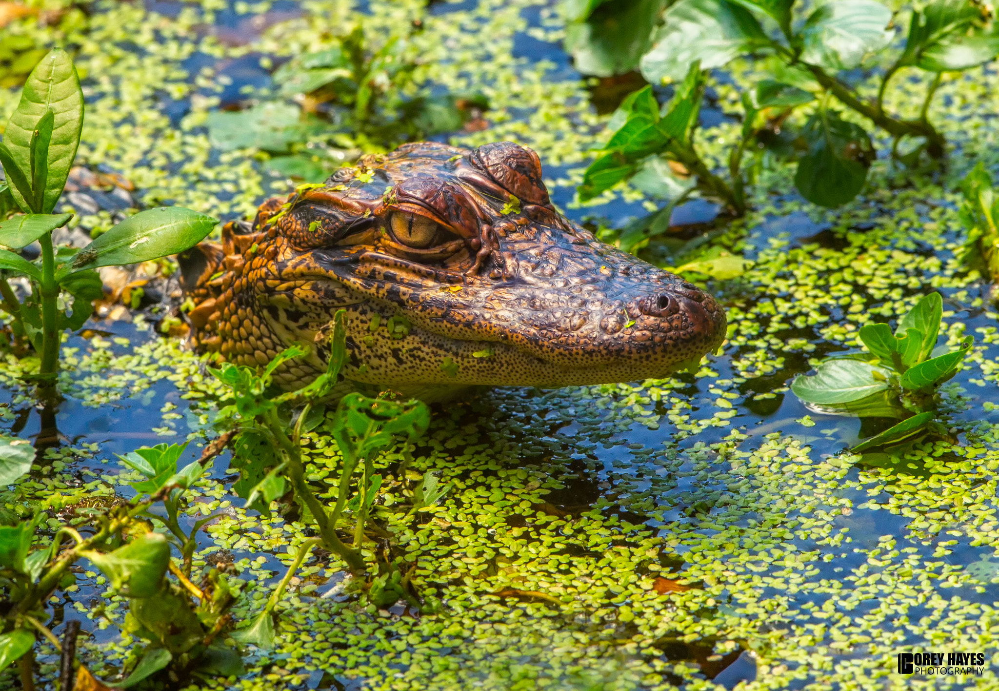 Canon EF 500mm F4L IS USM sample photo. Baby alligator photography