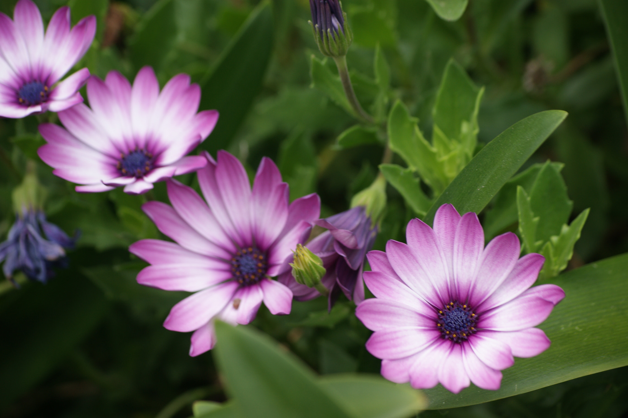 Sony Alpha DSLR-A390 + Sony DT 55-200mm F4-5.6 SAM sample photo. Gazania 2 photography