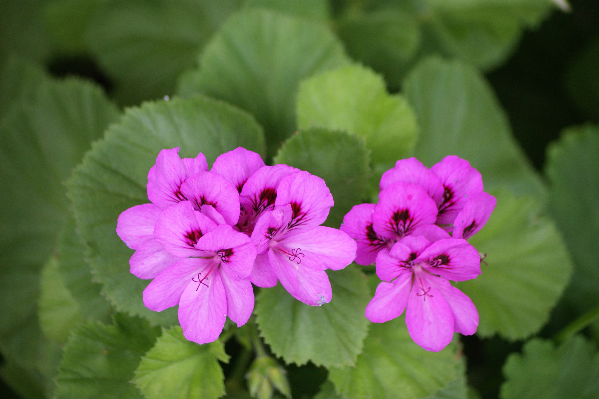 Sony Alpha DSLR-A390 + Sony DT 55-200mm F4-5.6 SAM sample photo. Geranium 2 photography