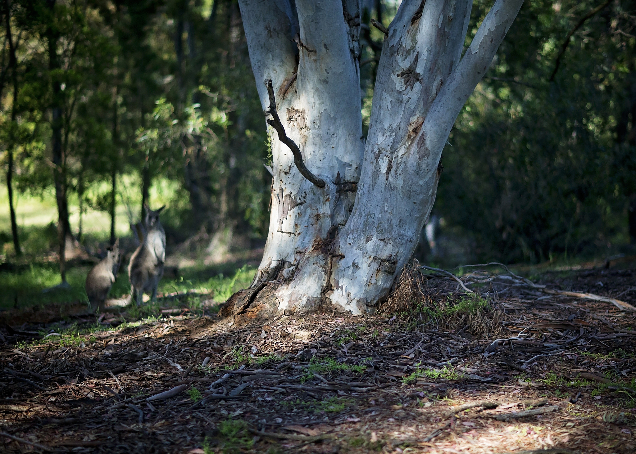 Canon EOS-1D C sample photo. A bush scene photography