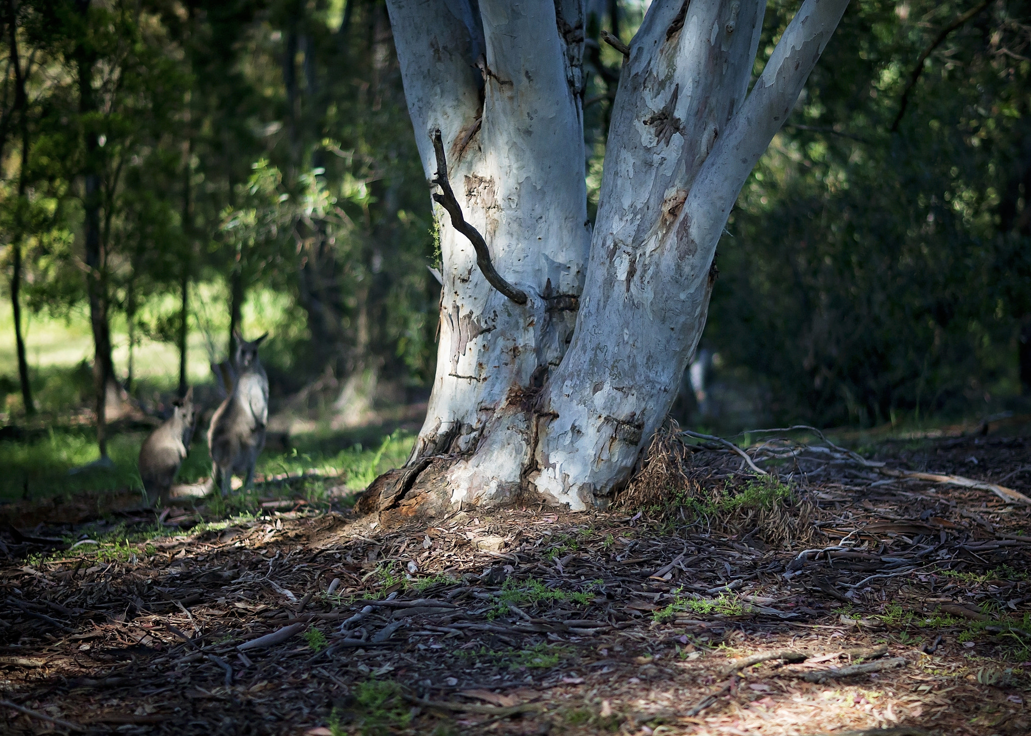 Canon EOS-1D C + Canon EF 85mm F1.2L II USM sample photo. A bush scene photography