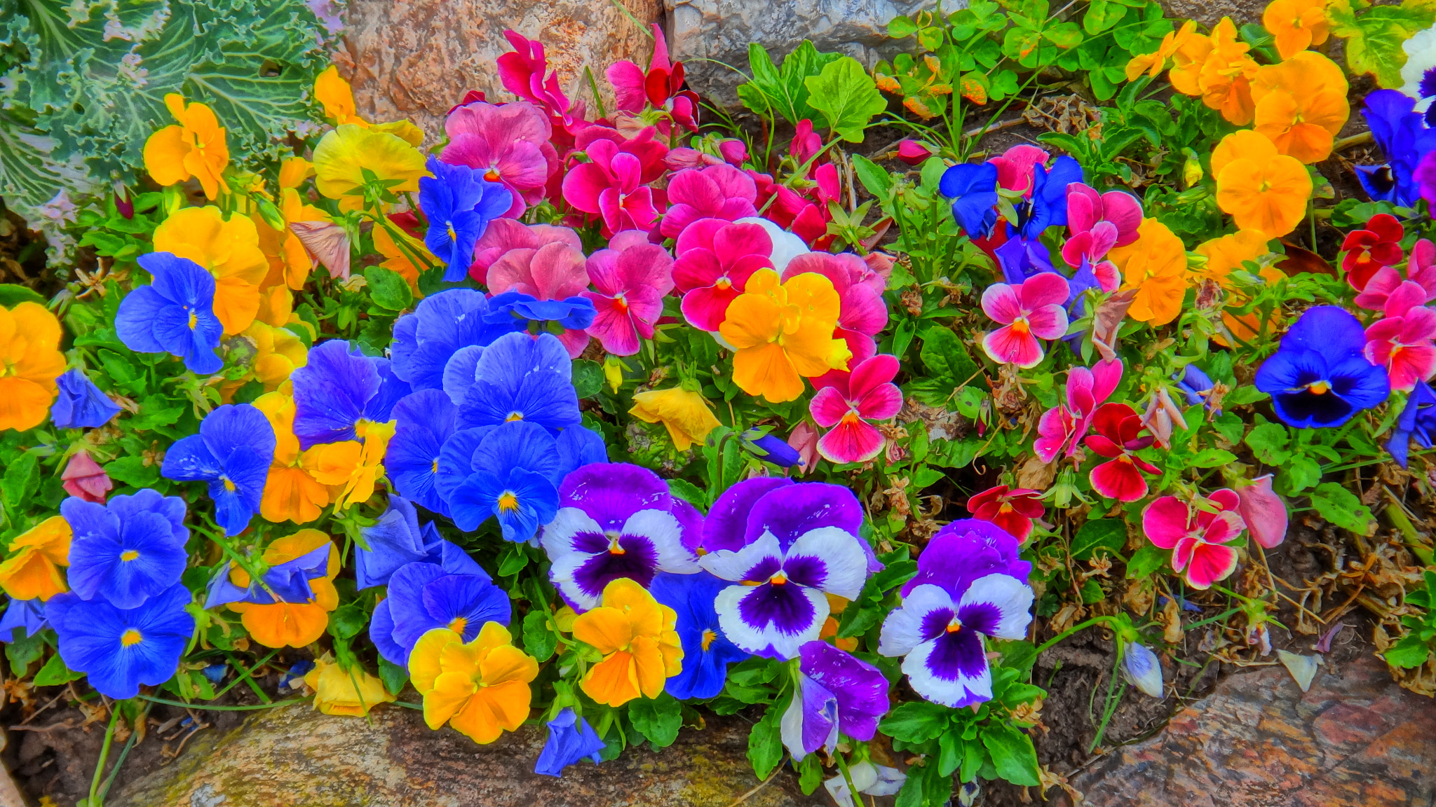 Sony DSC-TX20 sample photo. Pansies photography