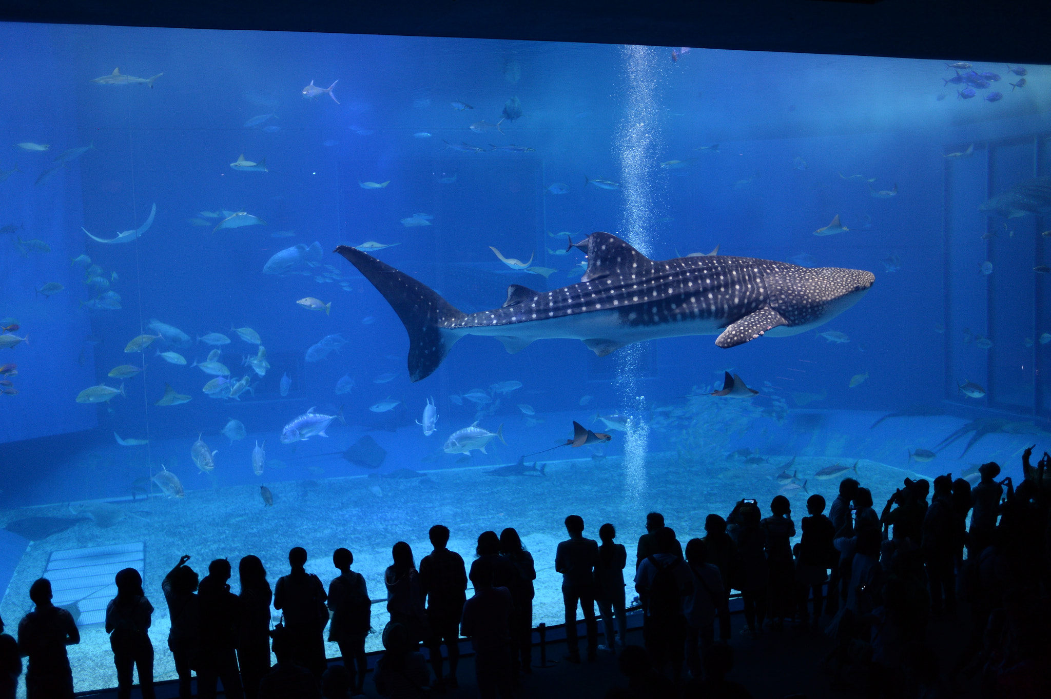 Nikon Df sample photo. Churaumi aquarium in okinawa photography