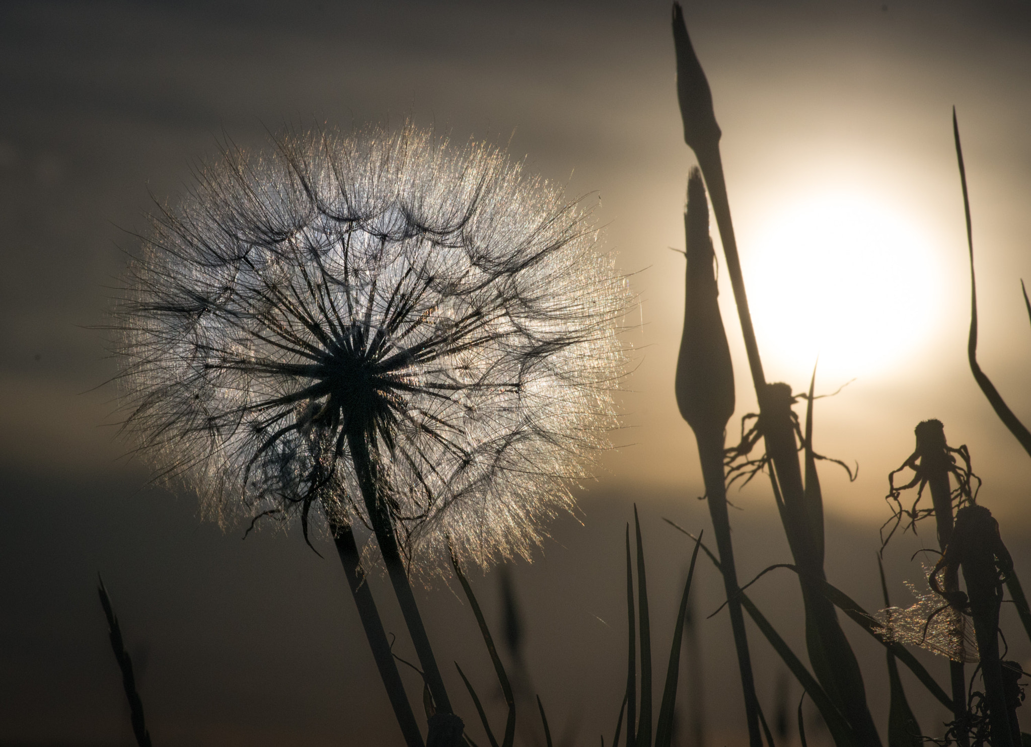 Pentax K-5 II sample photo. Setting seed in the sunset photography
