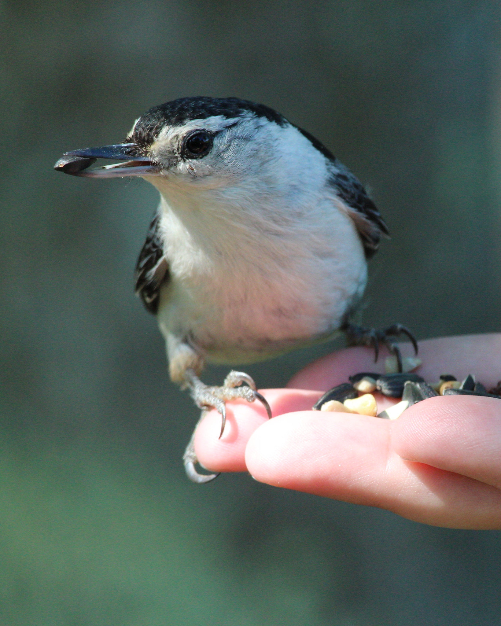 Canon EF-S 55-250mm F4-5.6 IS STM sample photo. A bird in the hand.. photography