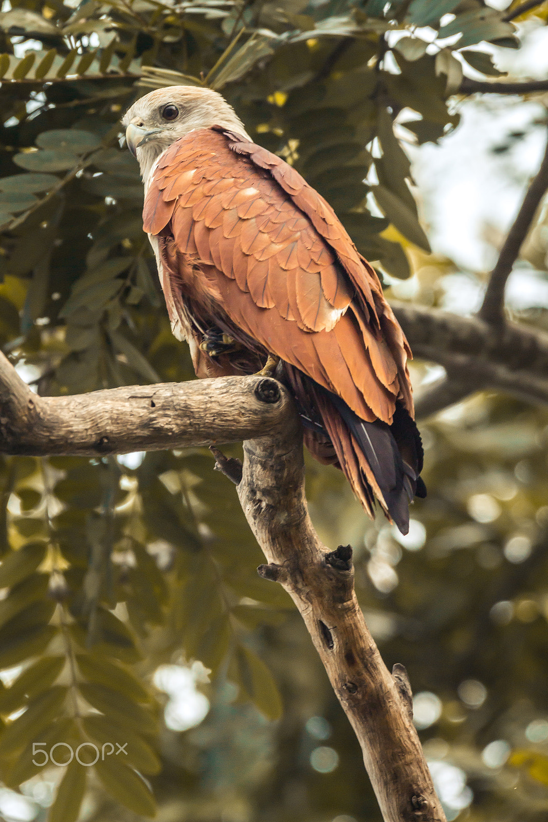 150-600mm F5-6.3 DG OS HSM | Contemporary 015 sample photo. Brahminy kite photography