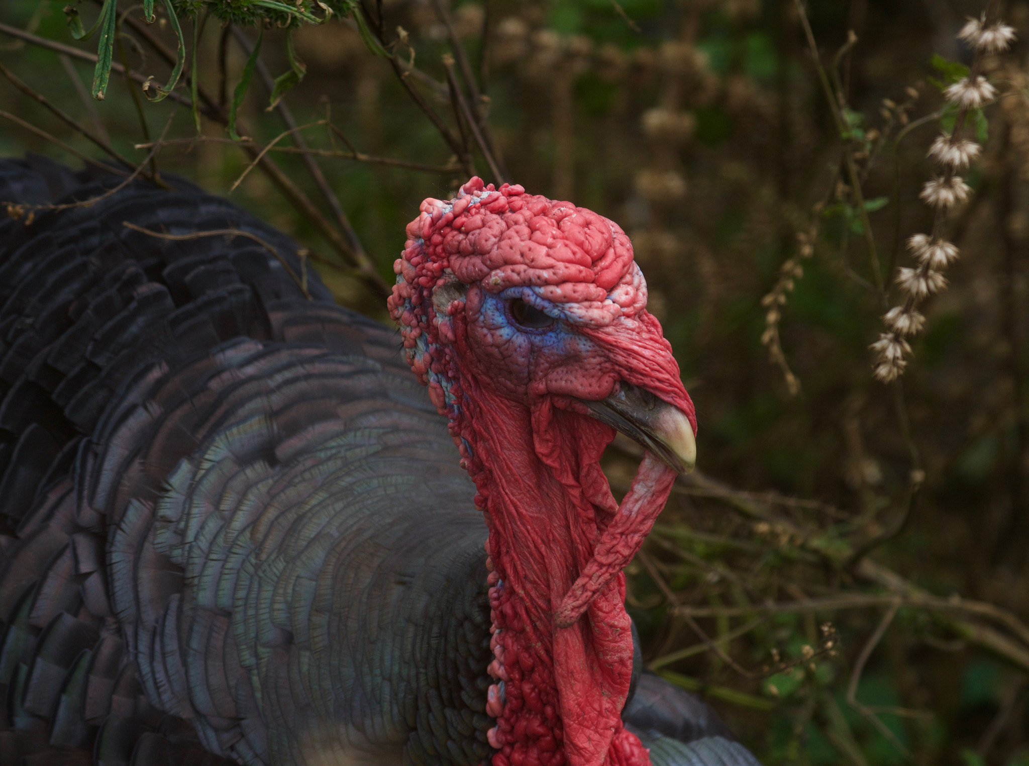 Tamron 18-270mm F3.5-6.3 Di II PZD sample photo. Red face photography