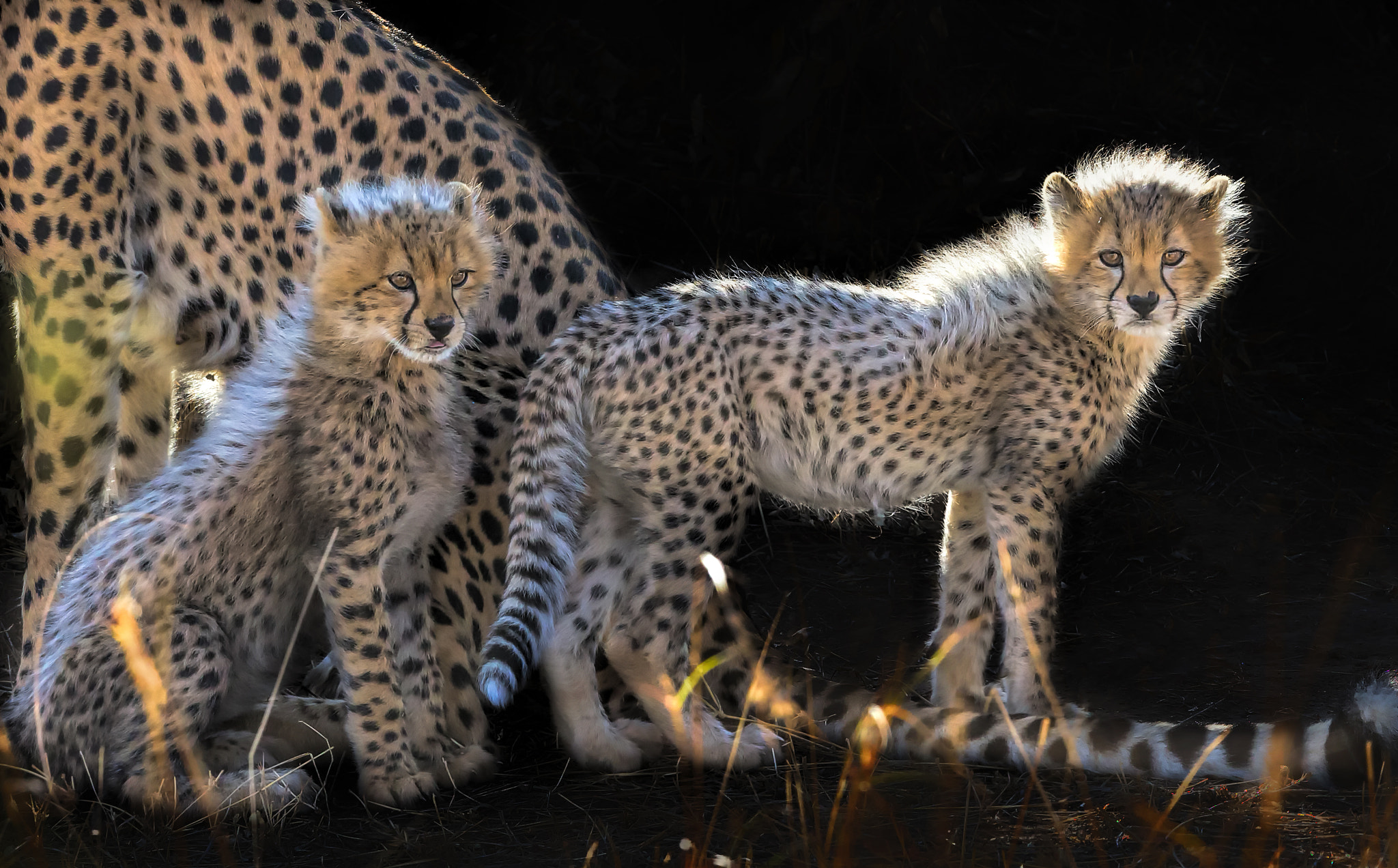 Canon EOS-1D X + Canon EF 600mm F4L IS II USM sample photo. Baby cheetahs photography