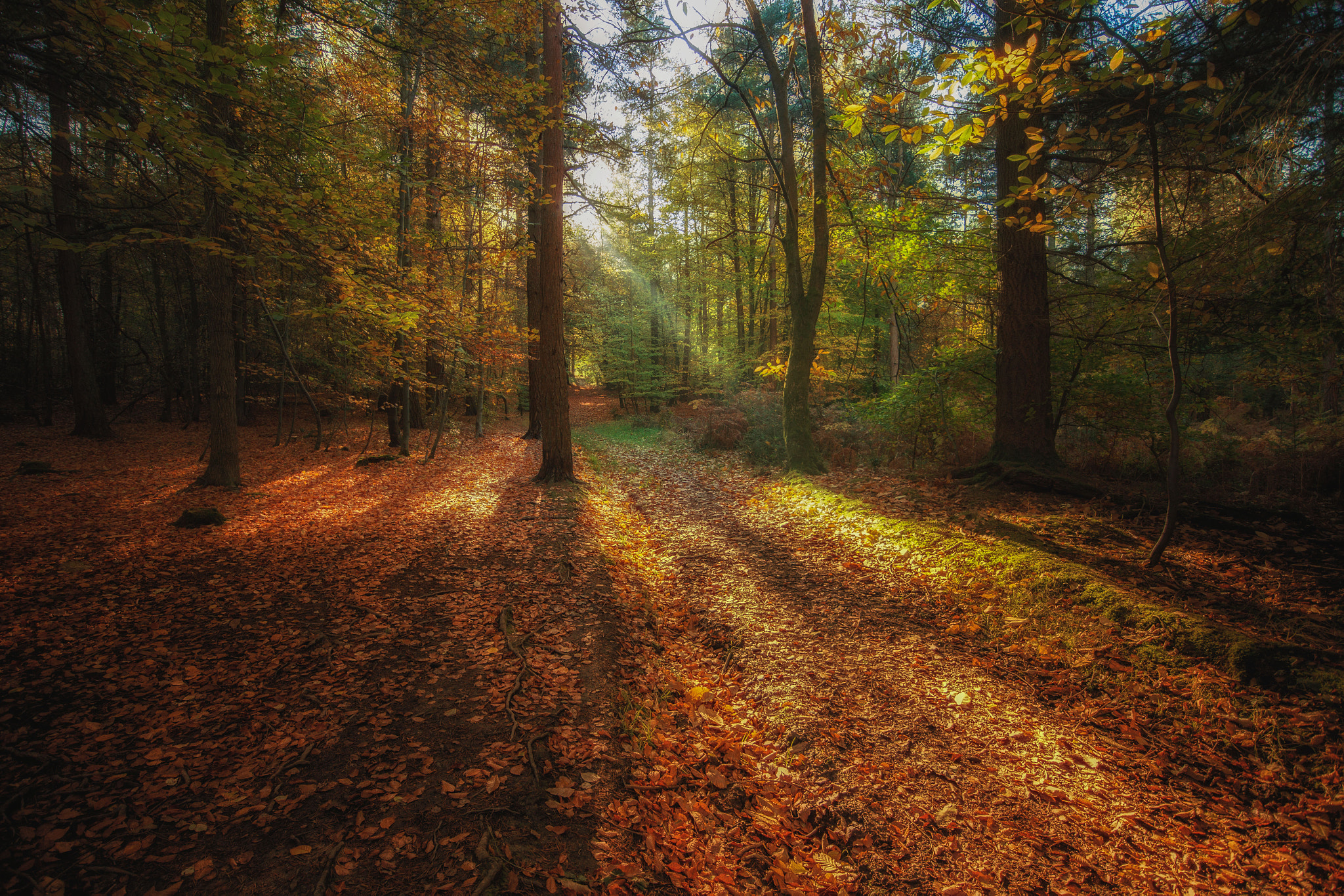 Canon EF-M 11-22mm F4-5.6 IS STM sample photo. High beeches photography