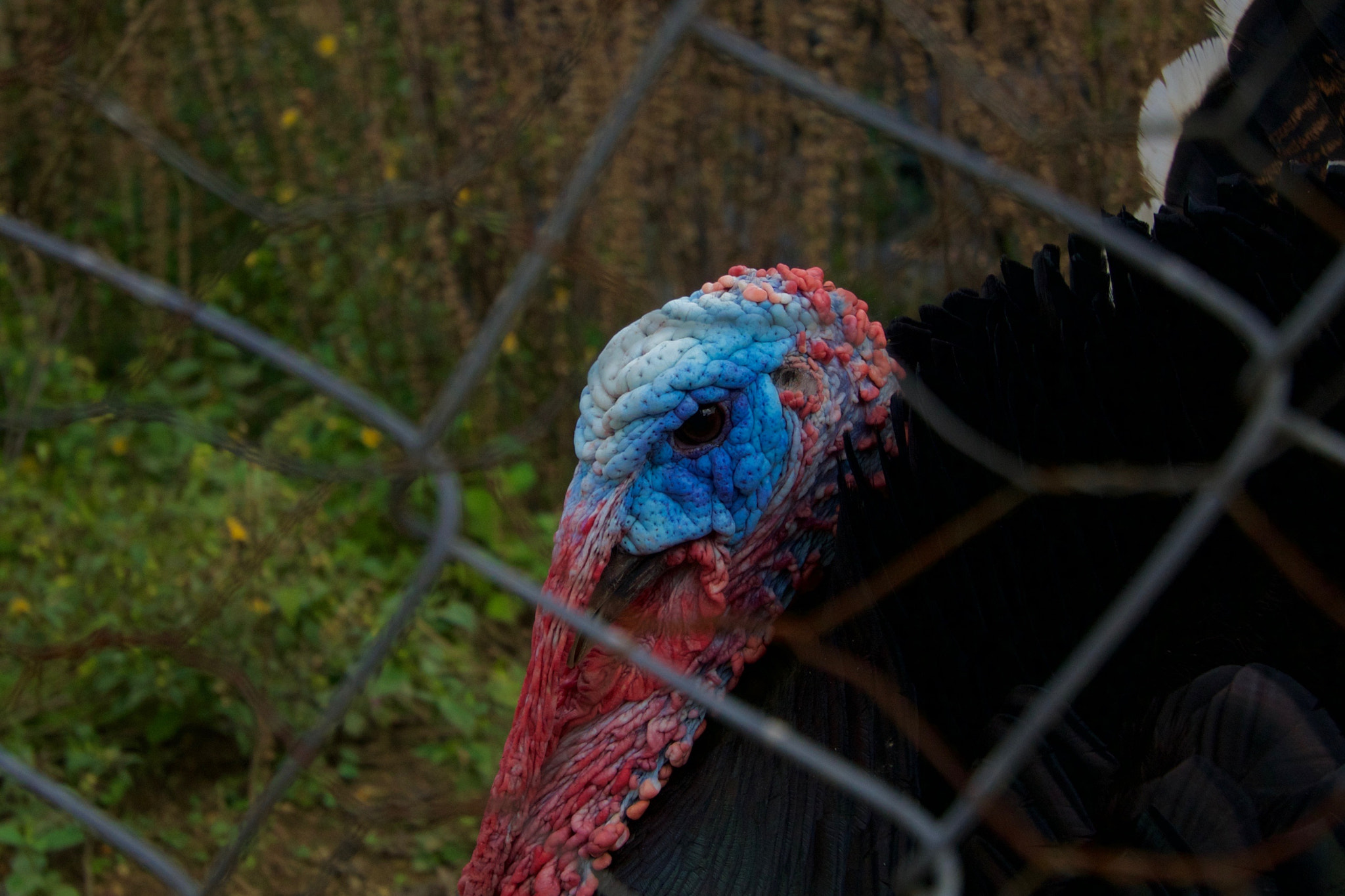 Tamron 18-270mm F3.5-6.3 Di II PZD sample photo. Blue face photography