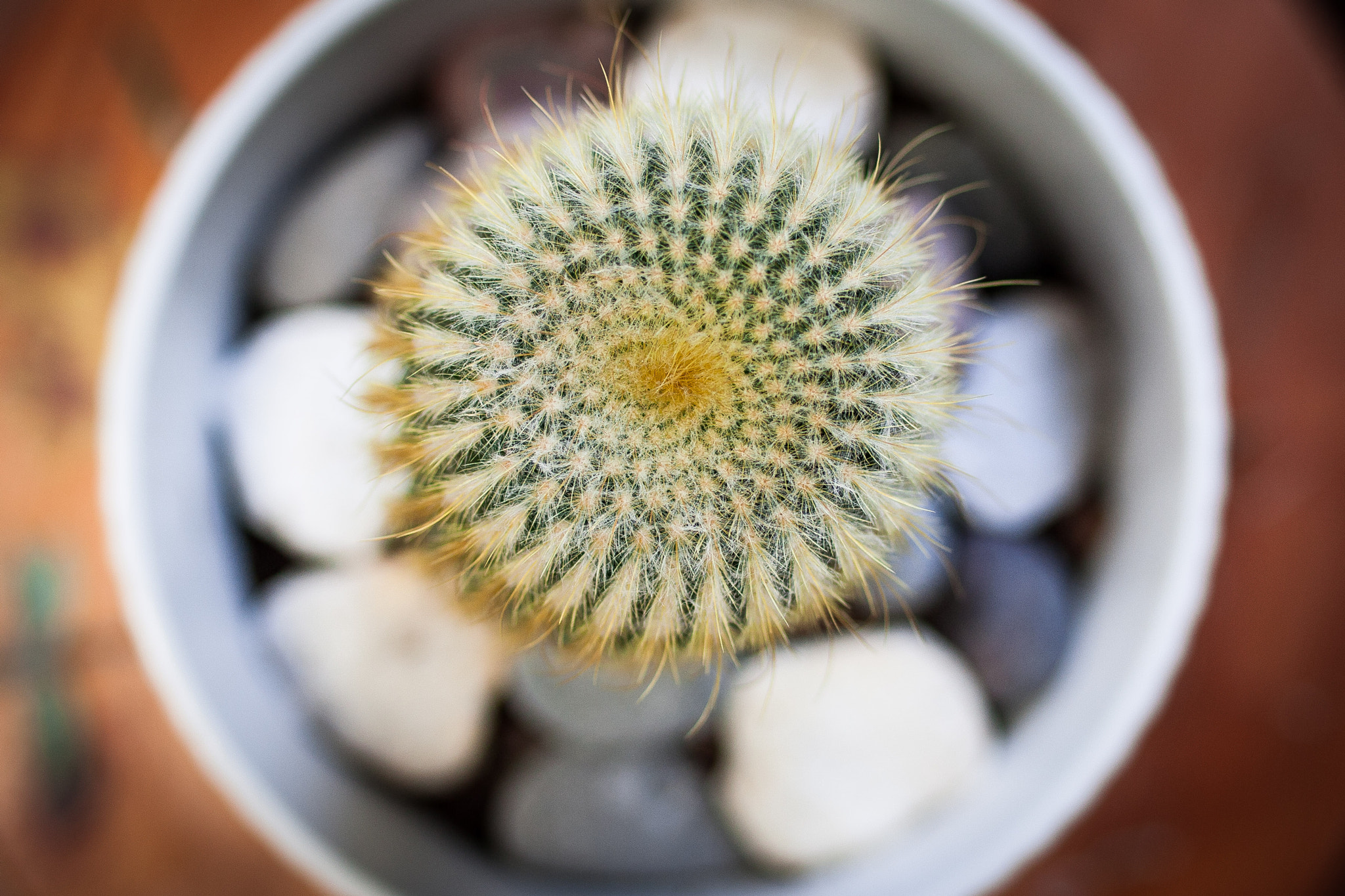 Canon EOS-1D Mark III sample photo. Cactus photography