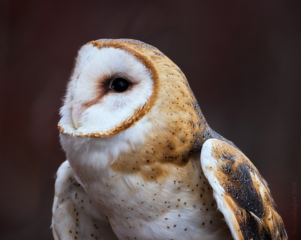 Canon EF 100-400mm F4.5-5.6L IS USM sample photo. Barn owl photography