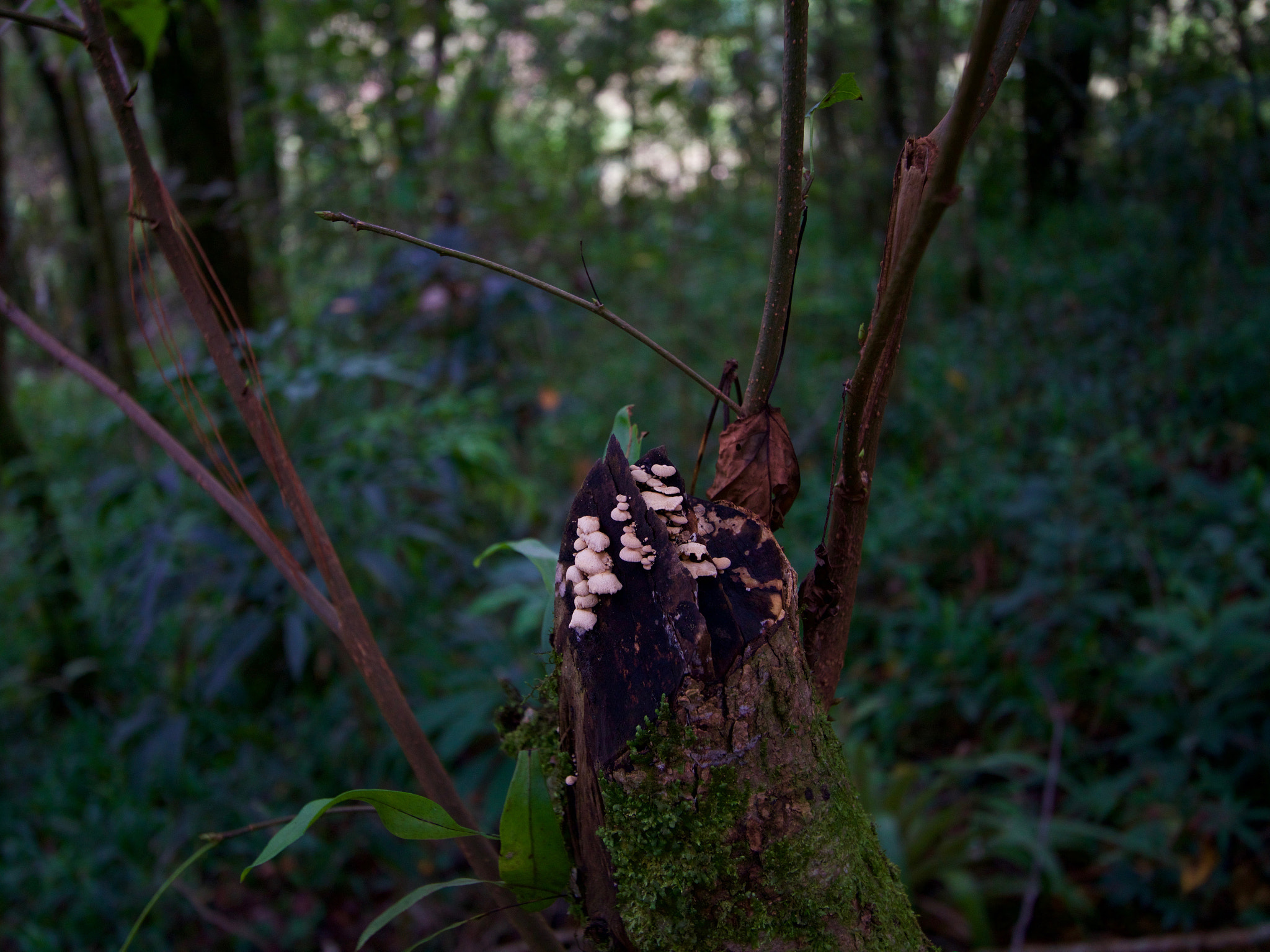 Sony a6000 + Tamron 18-270mm F3.5-6.3 Di II PZD sample photo. Tree fungus photography