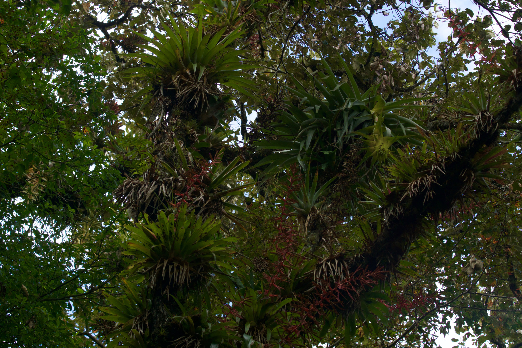 Sony a6000 + Tamron 18-270mm F3.5-6.3 Di II PZD sample photo. Parasitic canopy photography