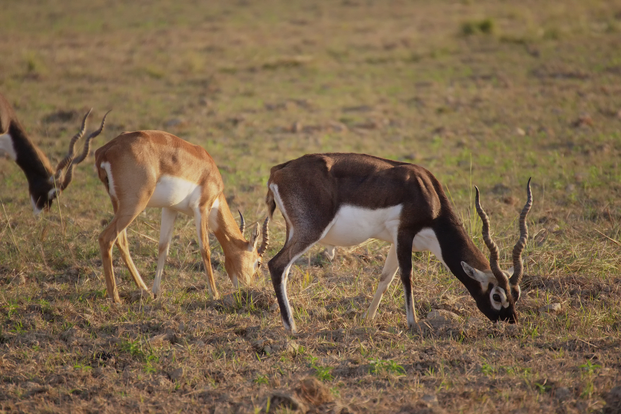 Canon EOS 650D (EOS Rebel T4i / EOS Kiss X6i) sample photo. Grazing blackbucks photography